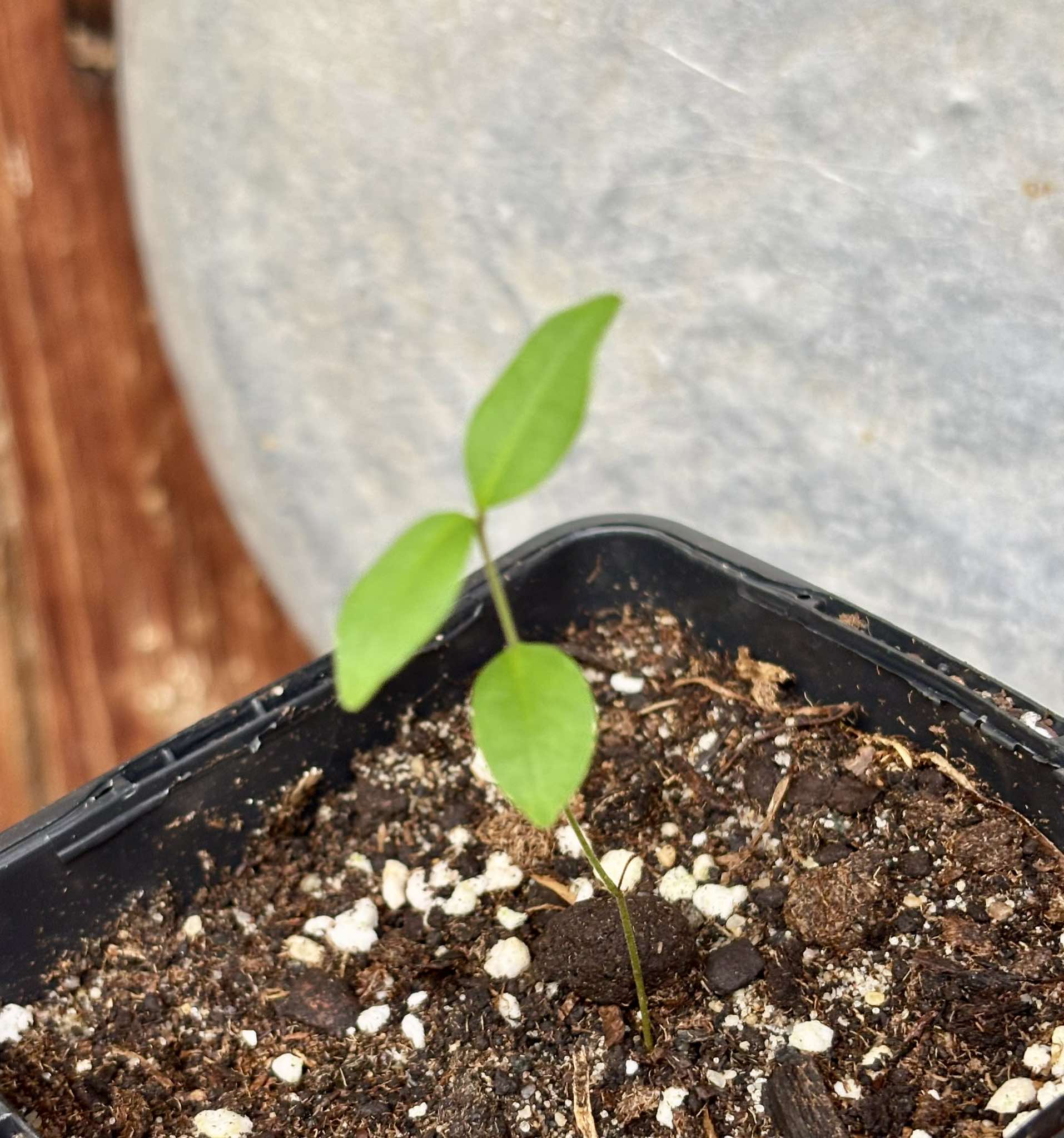 Eugenia sp Uvitas -  1 small potted seedling / 1 kleiner, getopfter Sämling