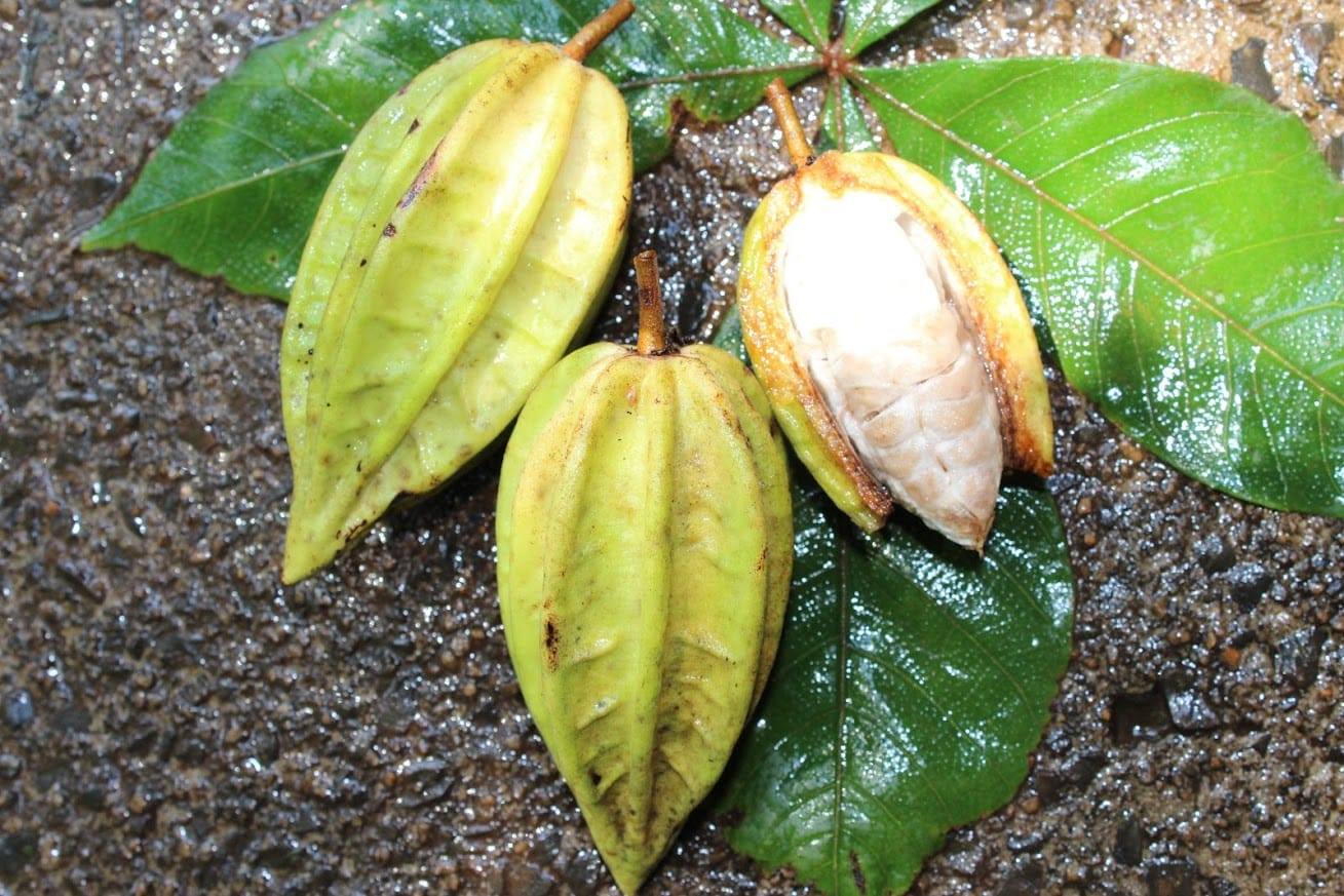 Mountain Cacao (Herrania mariae) - 1 potted plant / 1 getopfte Pflanze