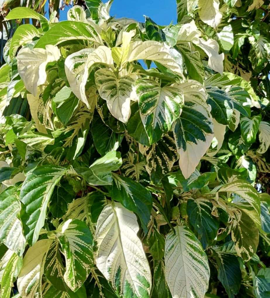 Noni Variegated (Morinda citrifolia) - 4 fresh seeds / 4 frische Samen