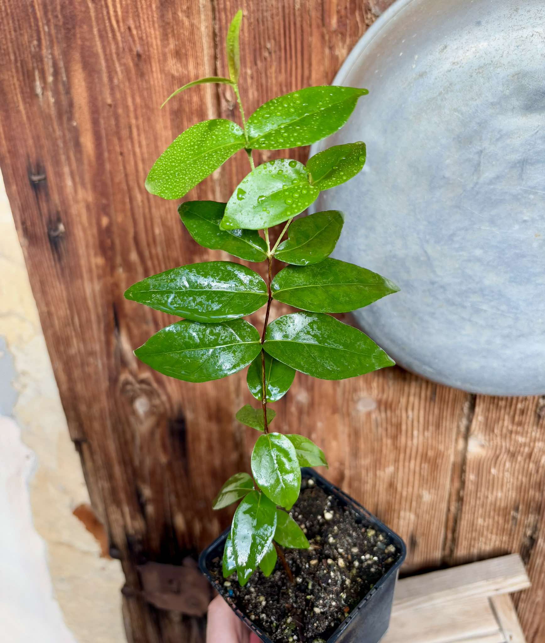 Eugenia uniflora - Pitanga  -  1 potted plant / 1 getopfte Pflanze