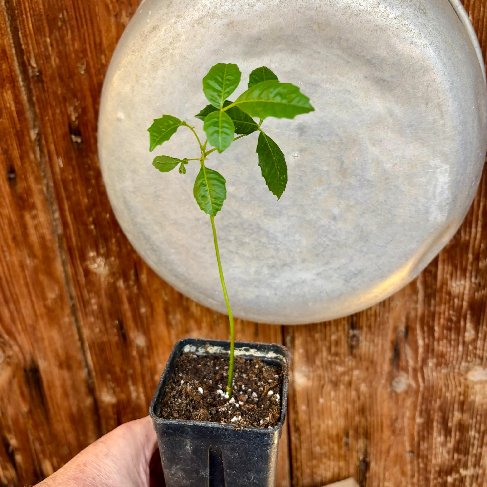 Marula (Sclerocarya birrea) -  1 potted plant / 1 getopfte Pflanze 