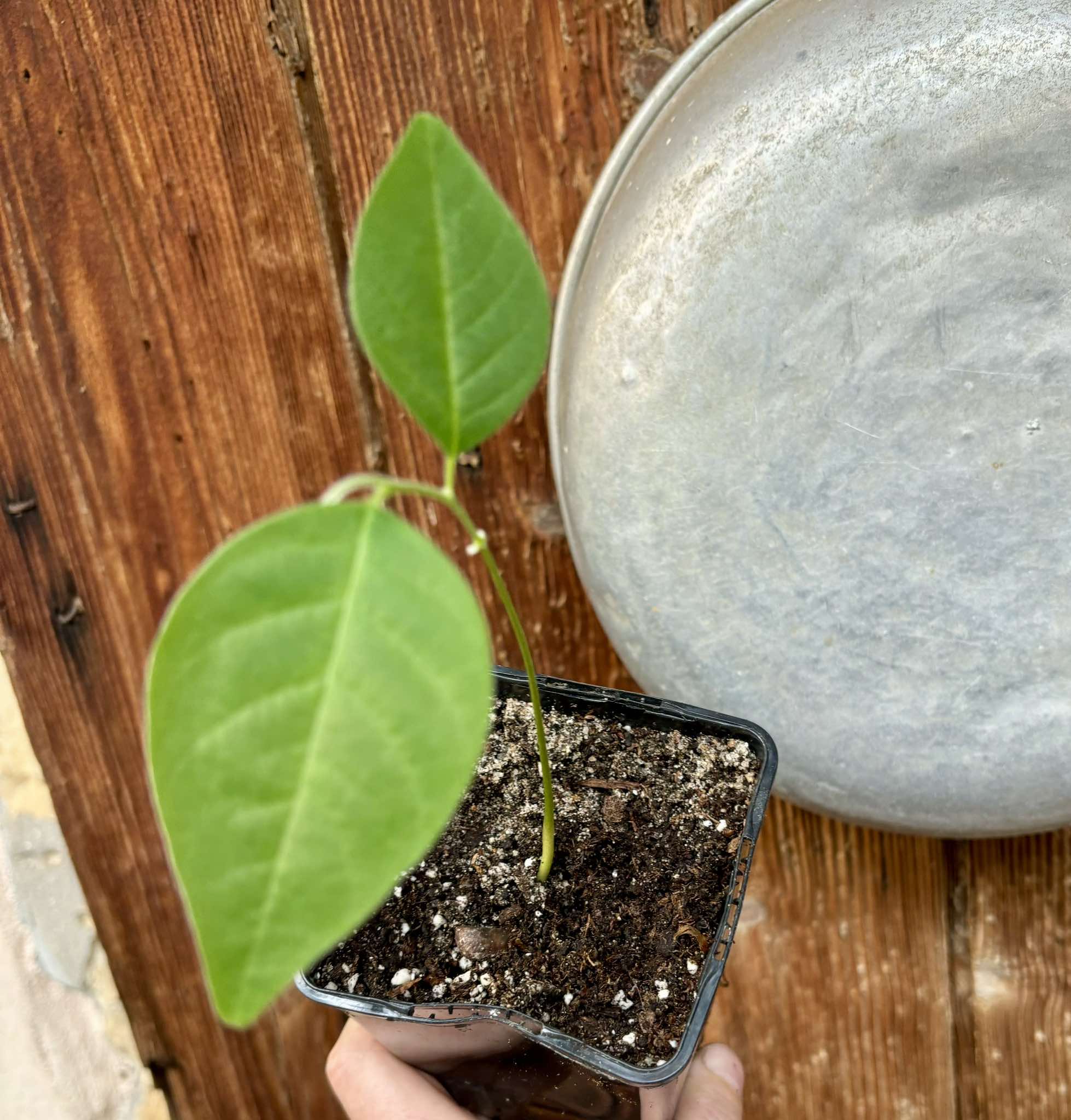 Annona sylvatica - 1 potted plant / 1 getopfte Pflanze