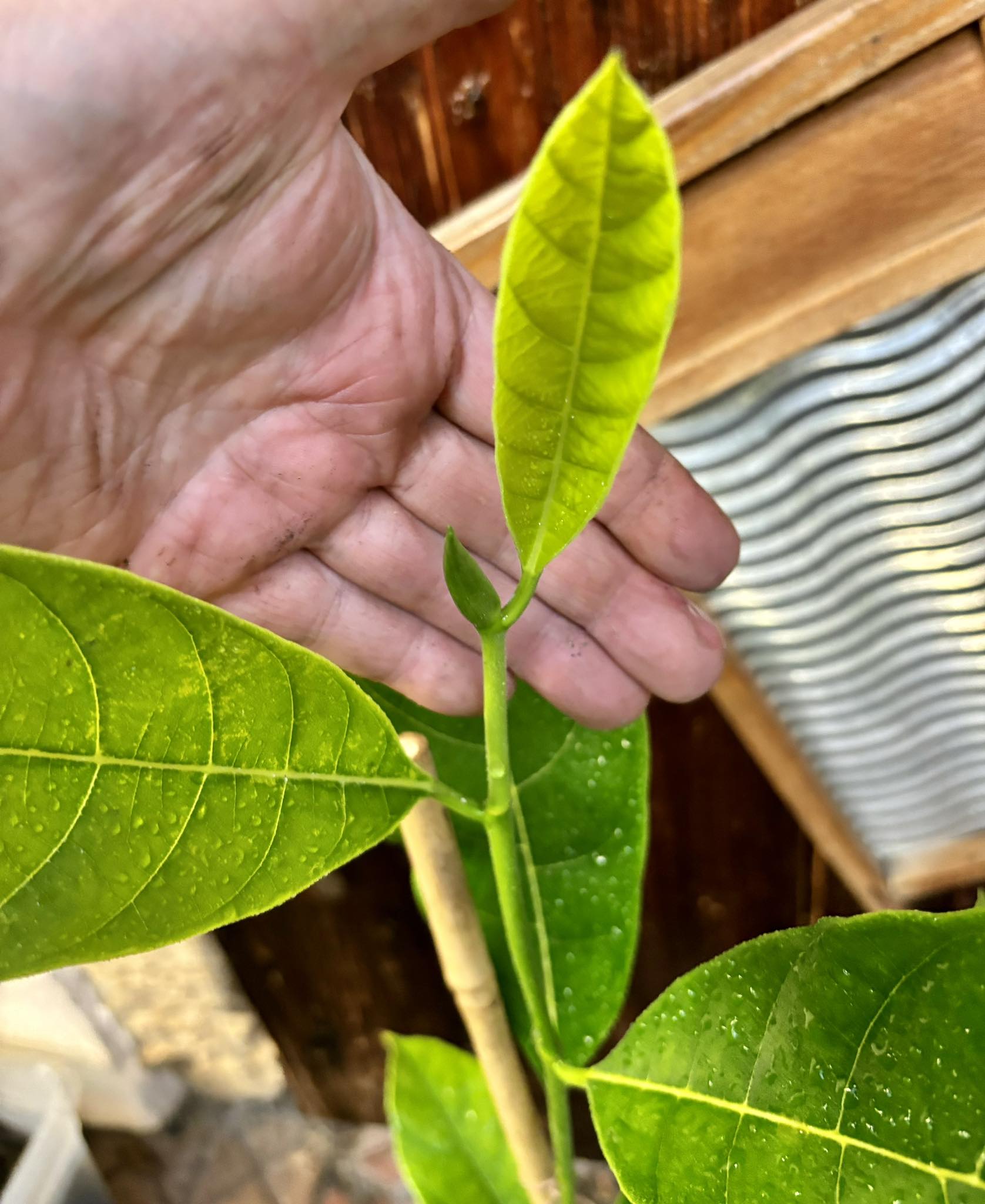 Jackfruit (Artocarpus heterophyllus) - 1 potted plant / 1 getopfte Pflanze