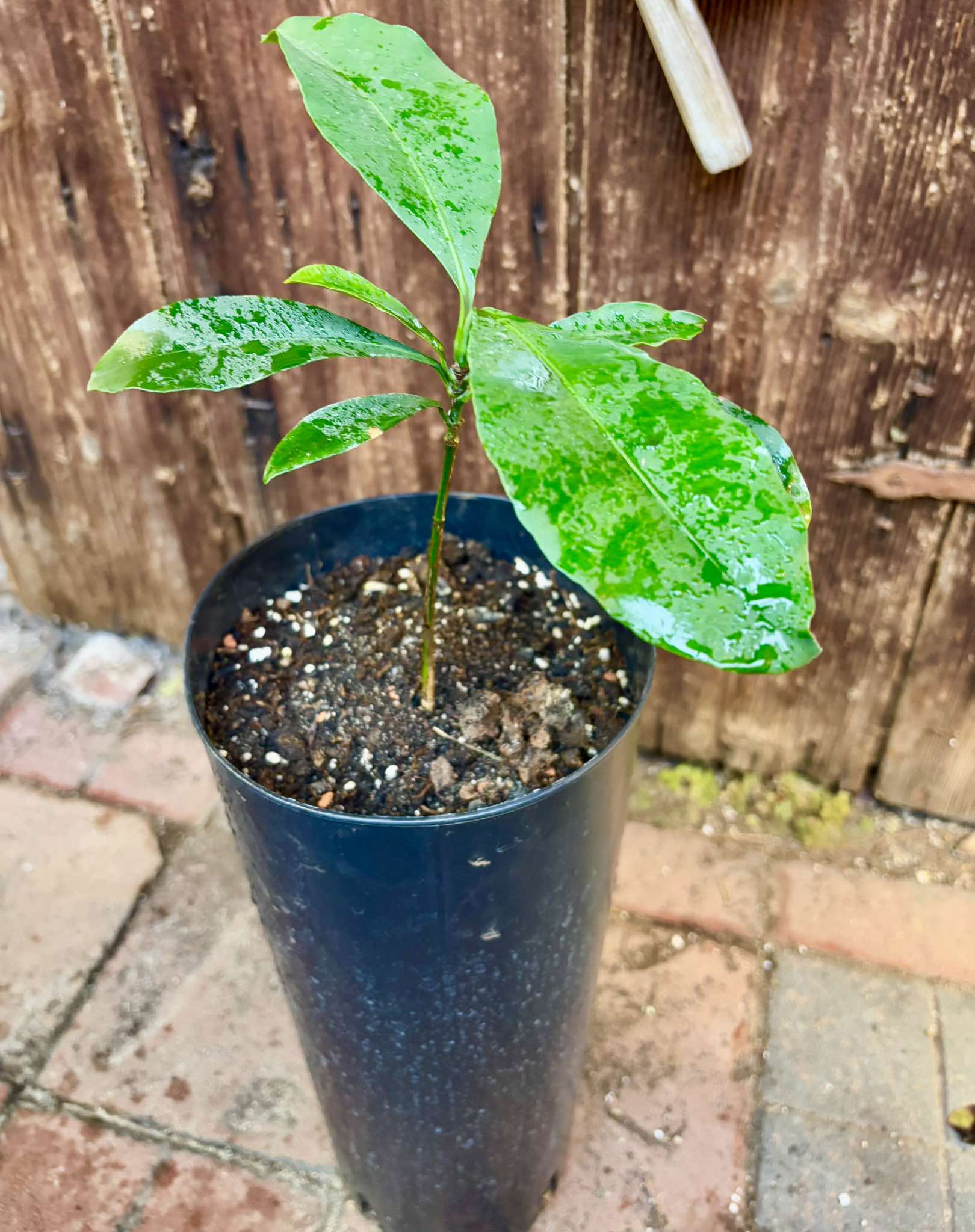 Garcinia acuminata  - 1 potted plant / 1 getopfte Pflanze