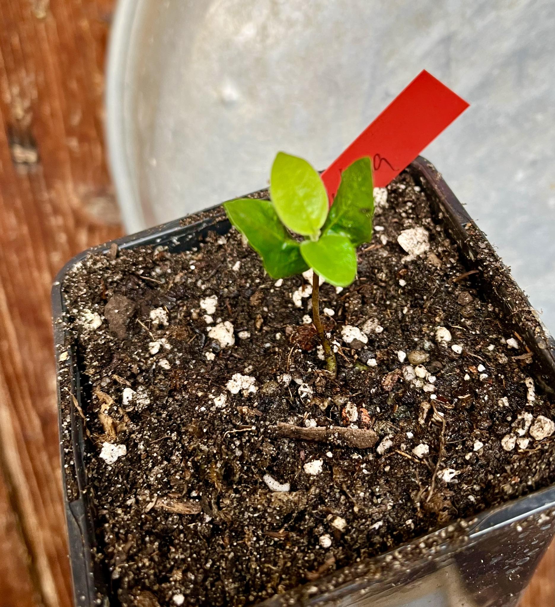 Miliusa velutina 1 small potted plant, 1 kleine, getopfte Pflanze