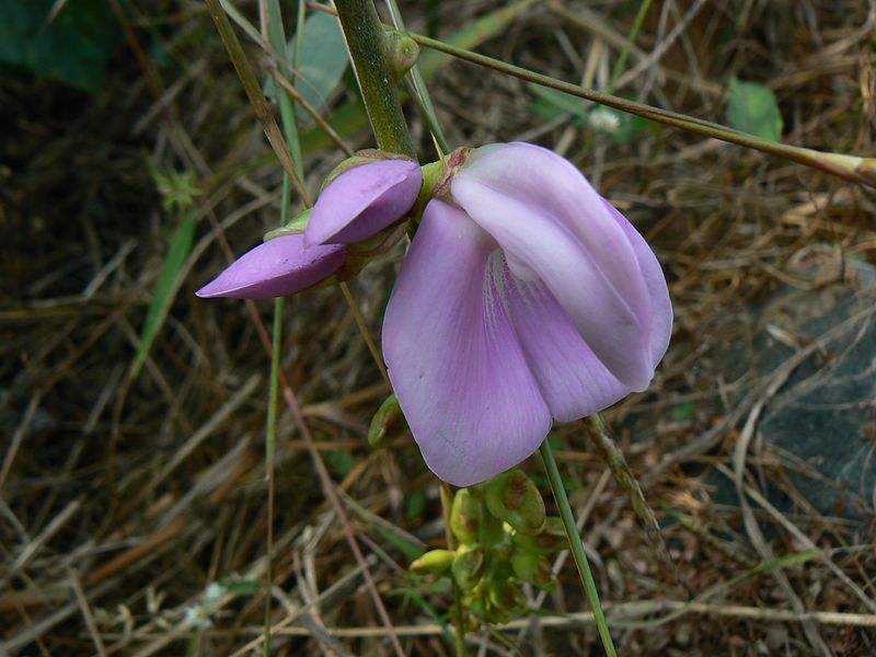 Canavalia ensiformis - Jackbohne - 1 fresh seed / 1 frischer Samen 