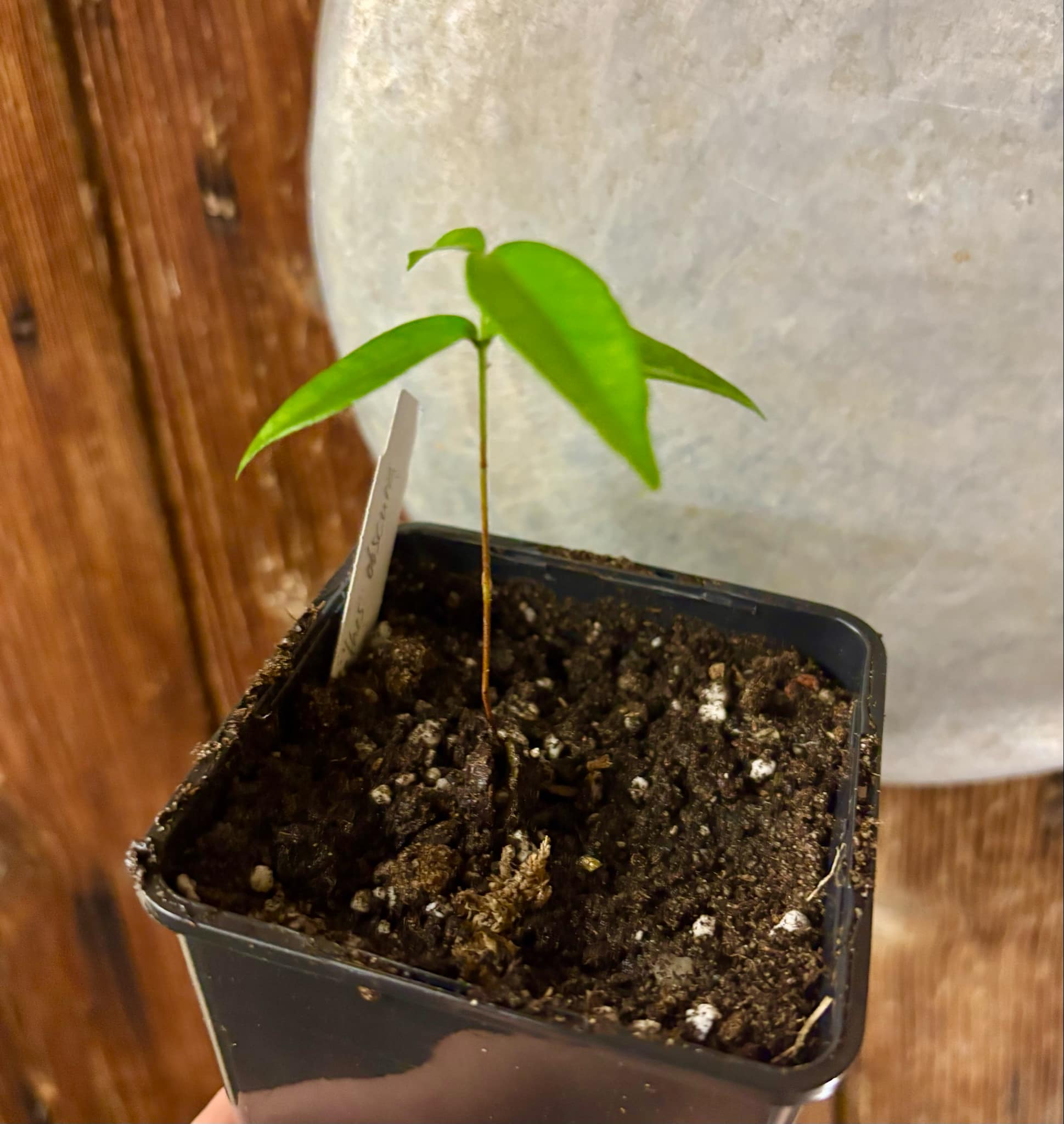 Pitanga de Cachorro (Neomitranthes obscura) - 1 potted seedling/ 1 getopfter Sämling