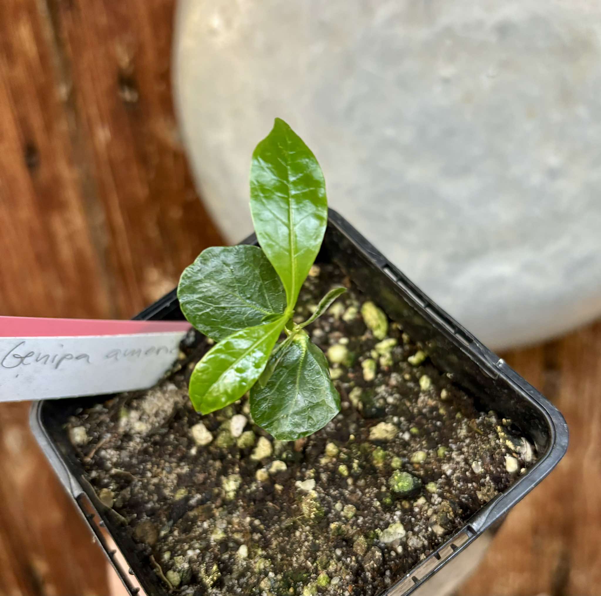 Genipa americana - Jenipapo / Genipapo - 1 small potted seedling / 1 kleiner, getopfter Sämling