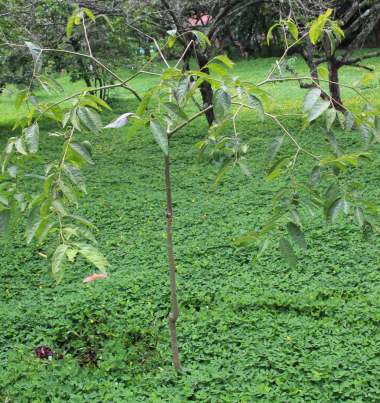 Tomatao Verde Piloso (Solanum luridifuscescens), 1 fresh seed / 1 frischer Samen