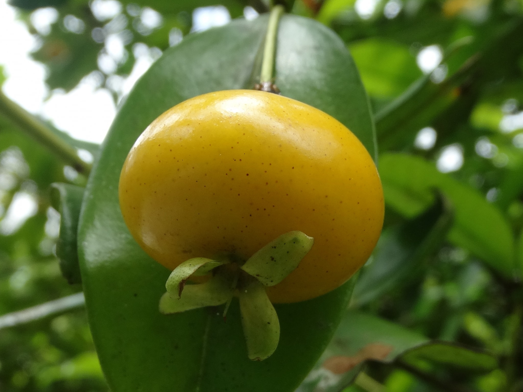 Yellow Grumixama (Eugenia brasiliensis var. leucocarpa) - 1 germinated seed / 1 gekeimter Samen