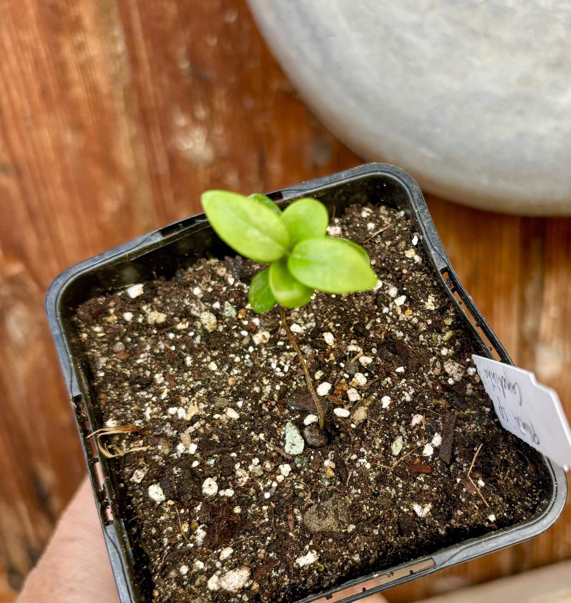 Plinia sp Canelinha Polpa branca - 1 small potted seedling / 1 kleiner, getopfter Sämling