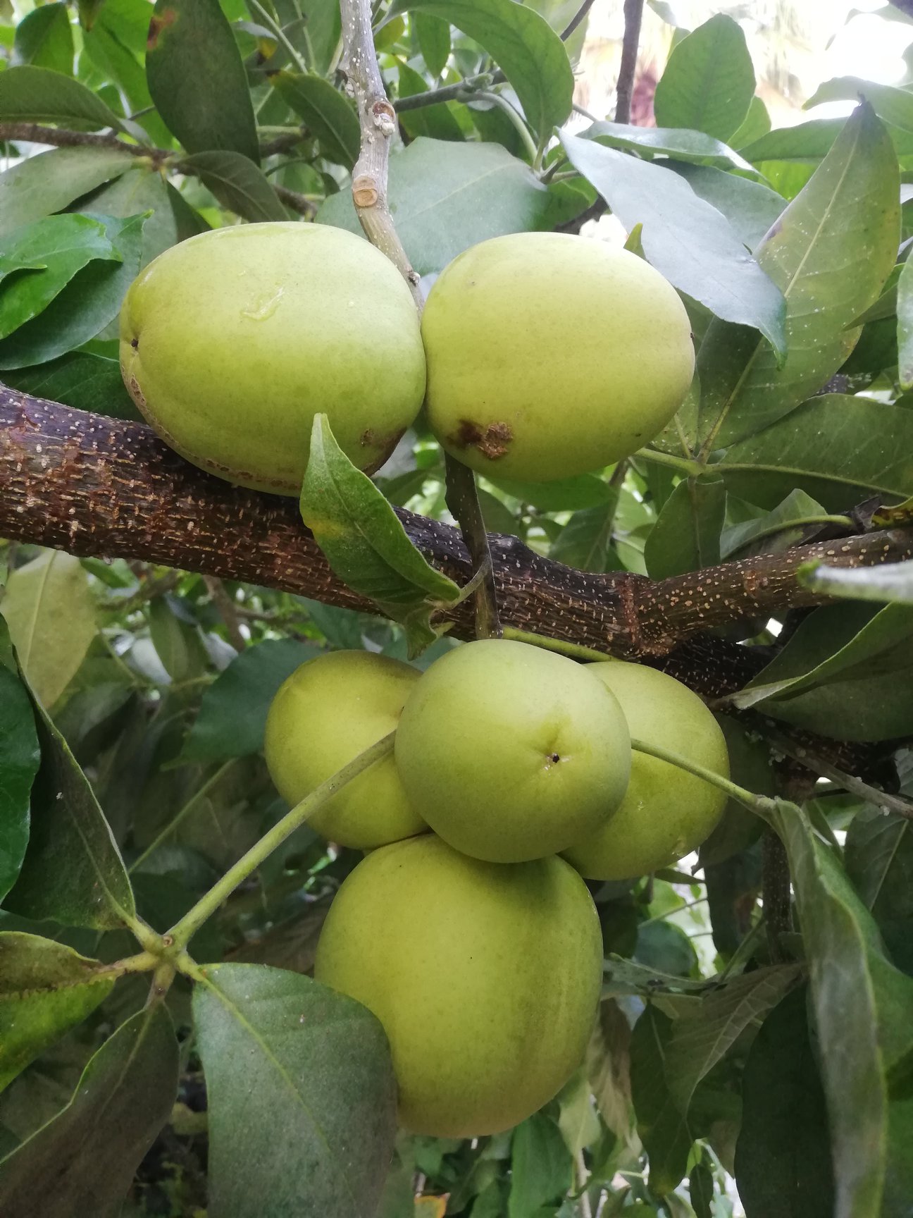 Casimiroa tetrameria - Wooly Leaved Sapote -  1 seedling / 1 Sämling