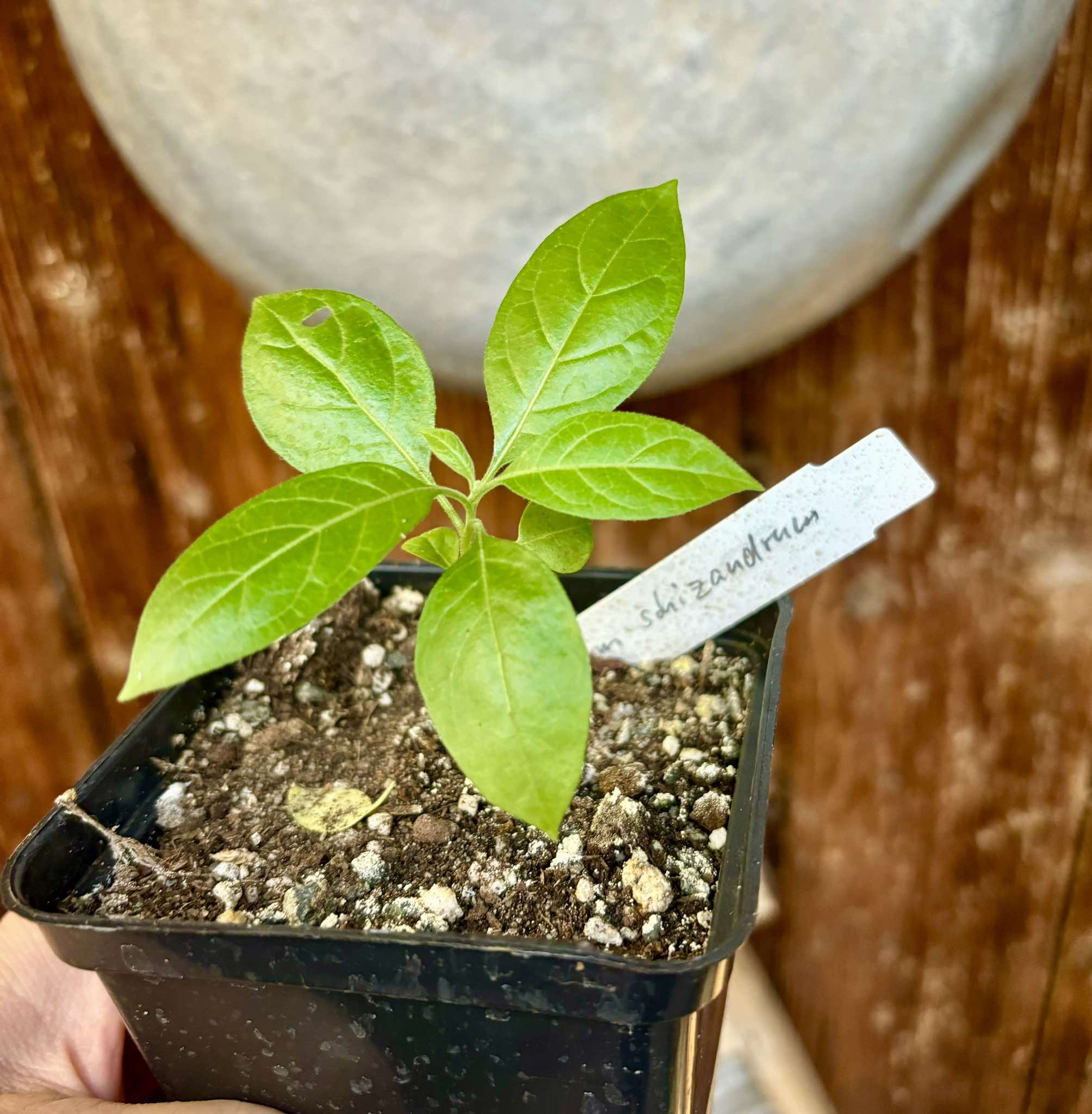 Solanum schizandrum - 1 small, potted seedling / 1 kleiner, getopfter Sämling