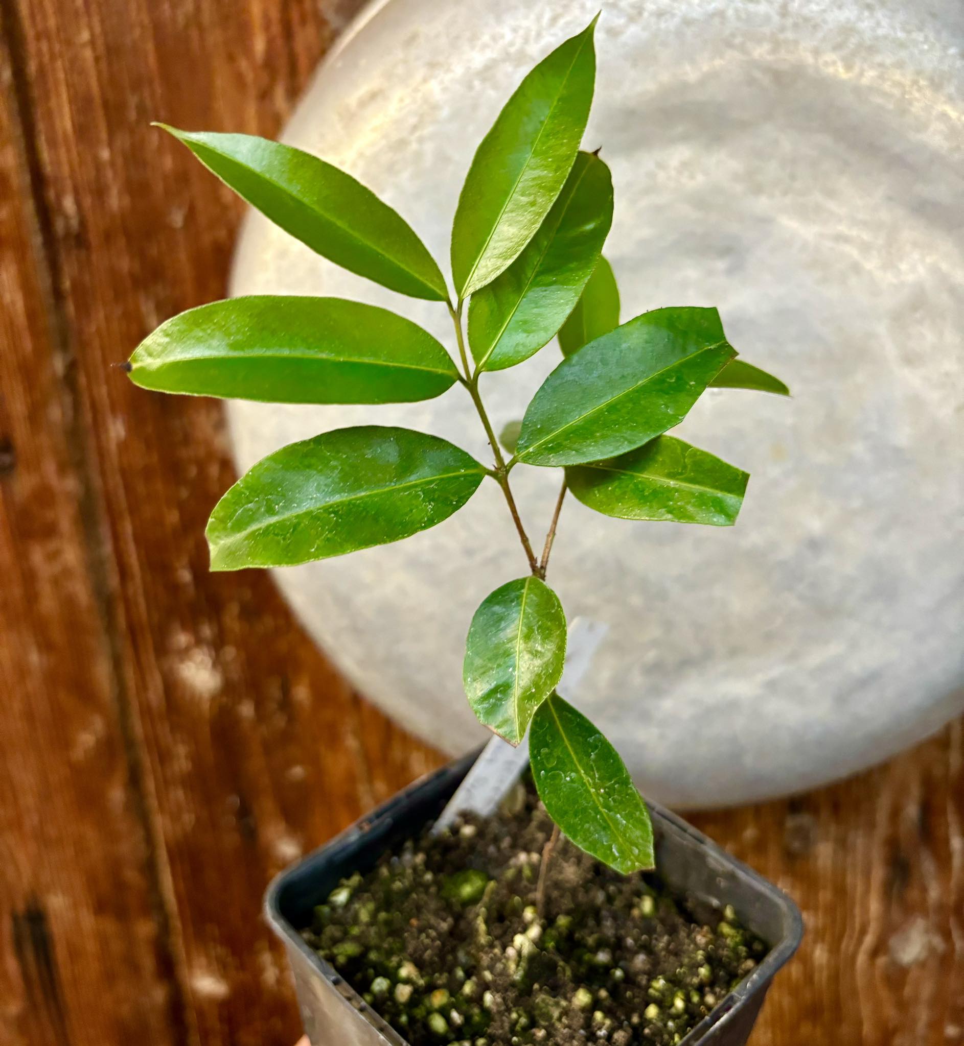 Siphoneugena densiflora - 1 potted plant/ 1  getopfte Pflanze