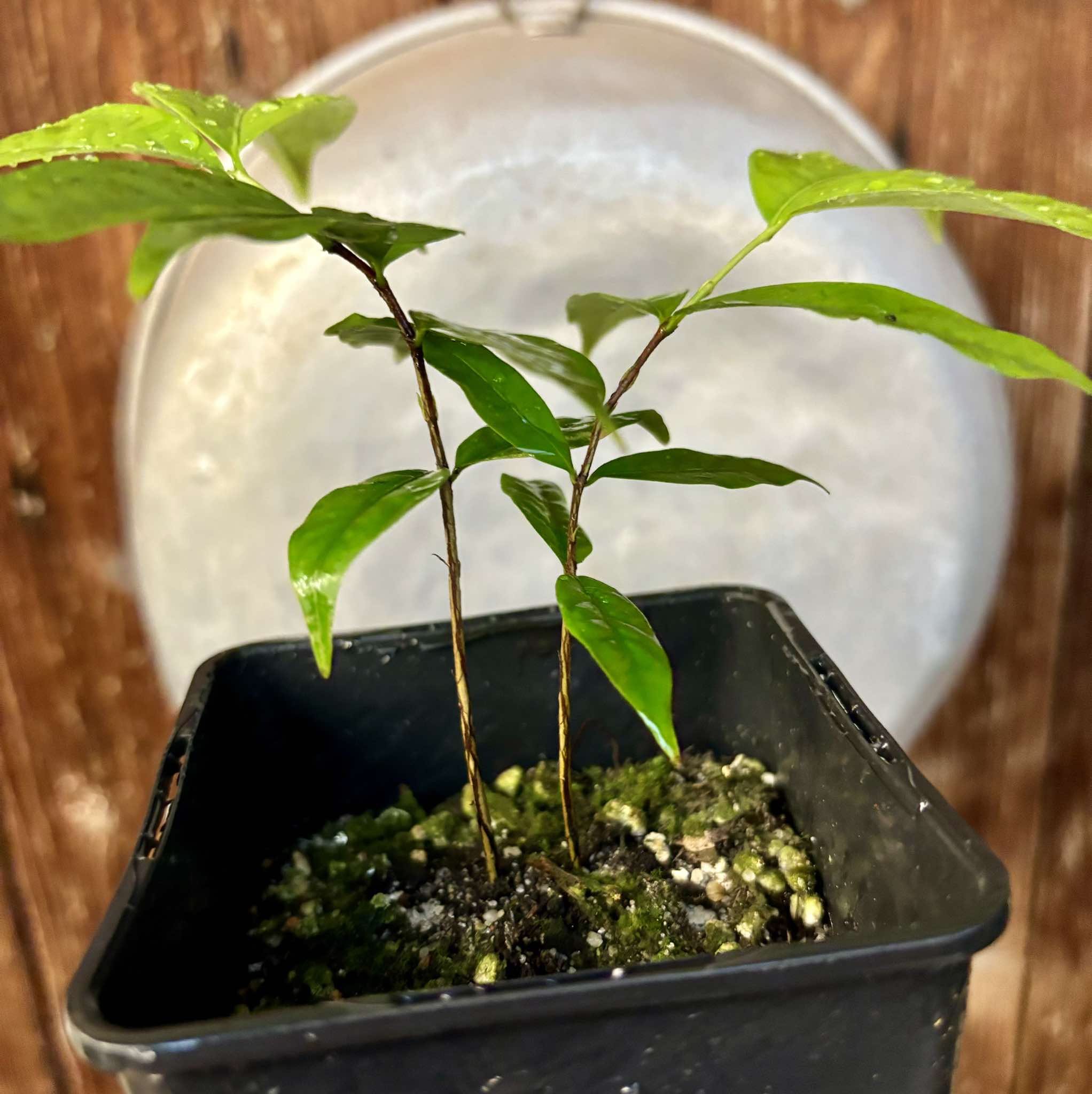 Ruby do Amazonas (Eugenia patrisii) - 1 potted plant / 1 getopfte Pflanze