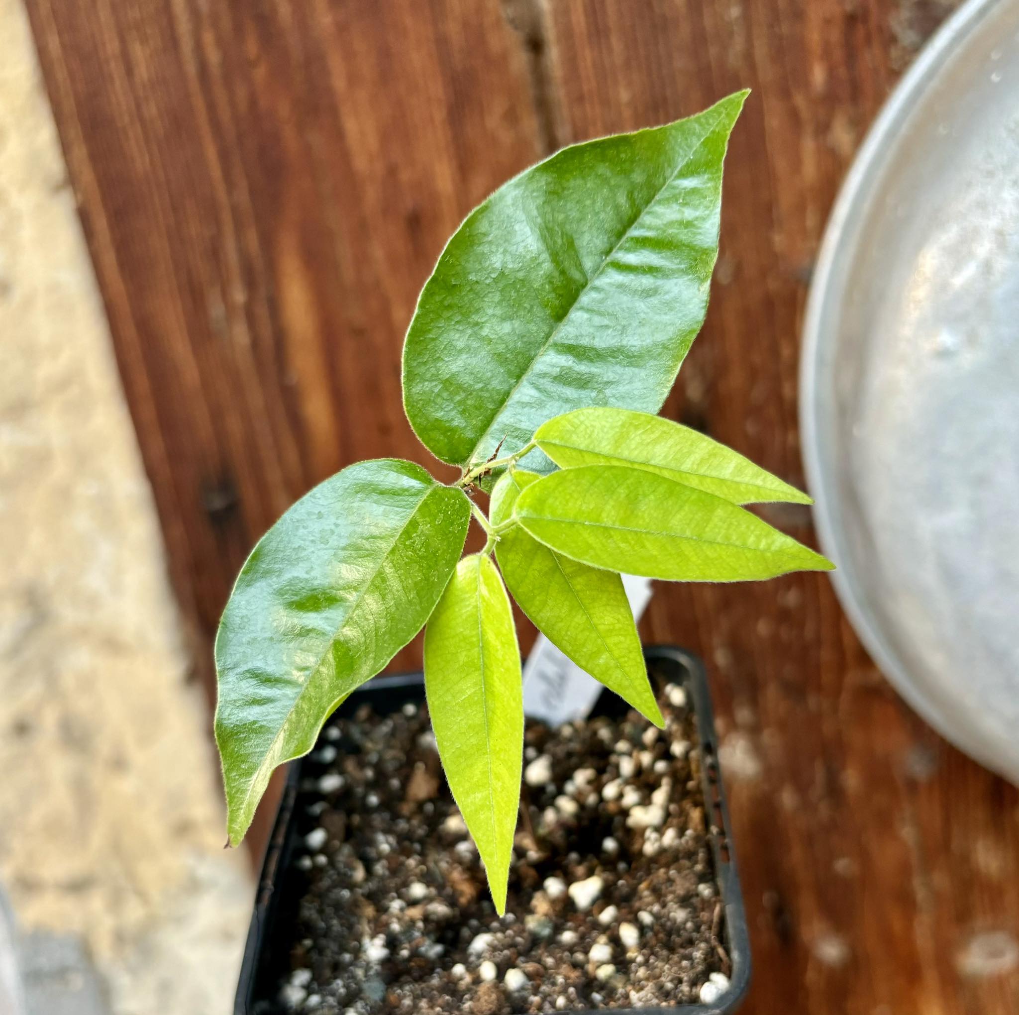 Campuca imperial (Plinia edulis - gigante) - 1 potted plant / 1 getopfte Pflanze