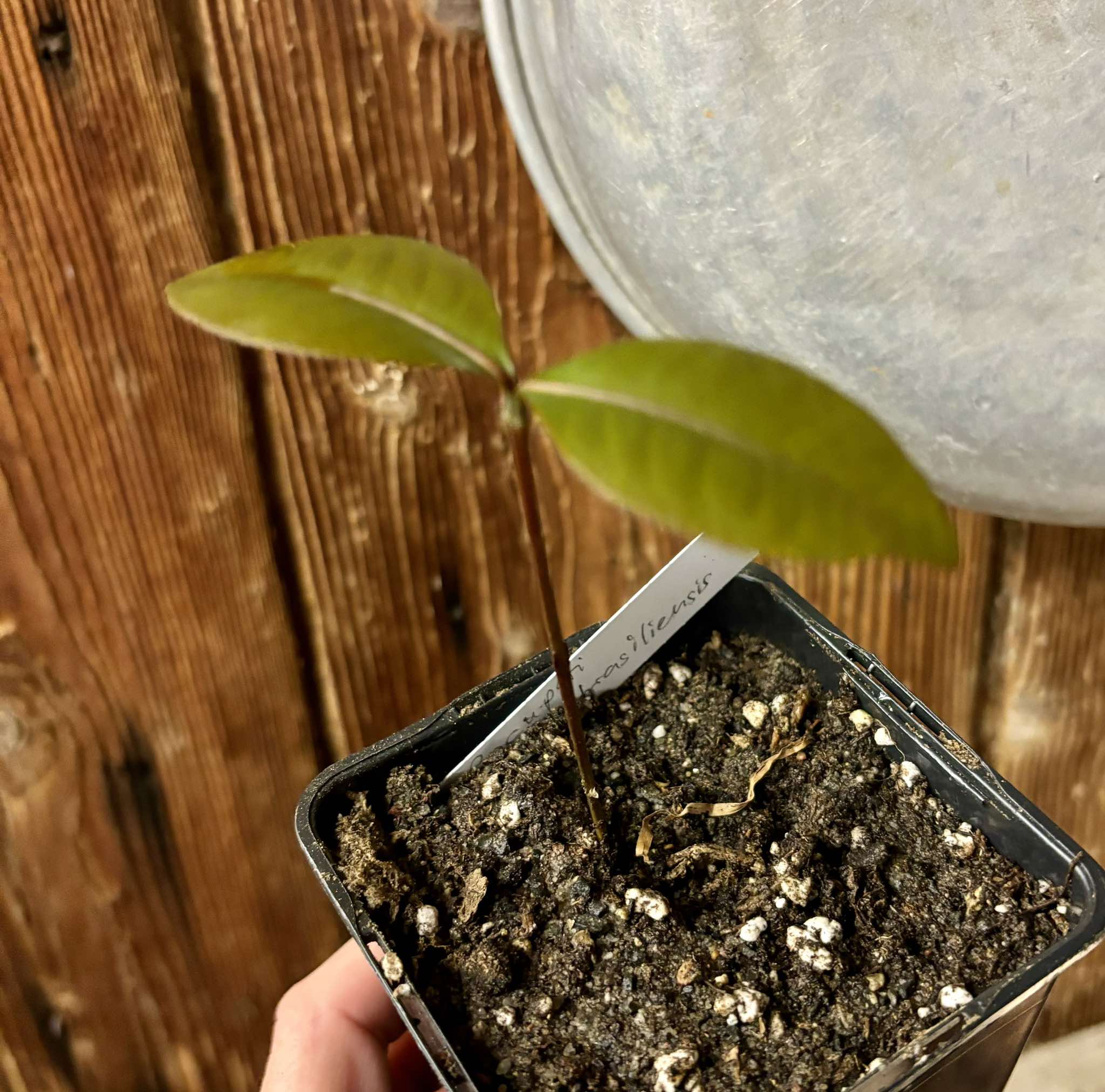 Garcinia brasiliensis - Bacupari -  1 small potted seedling / 1 kleiner, getopfter Sämling