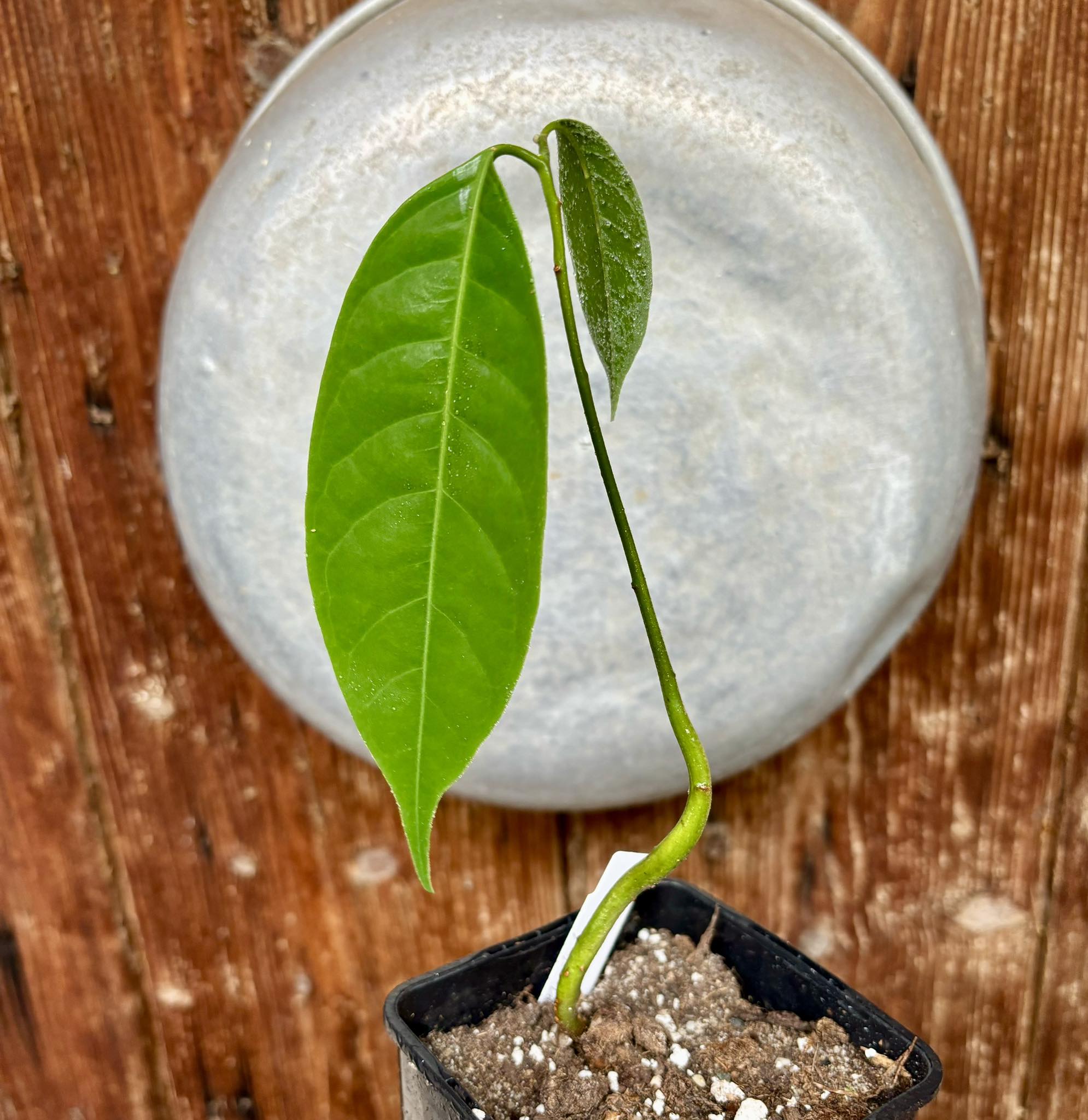 Wild Nutmeg (Myristica iners) - 1 potted plant / 1 getopfte Pflanze 