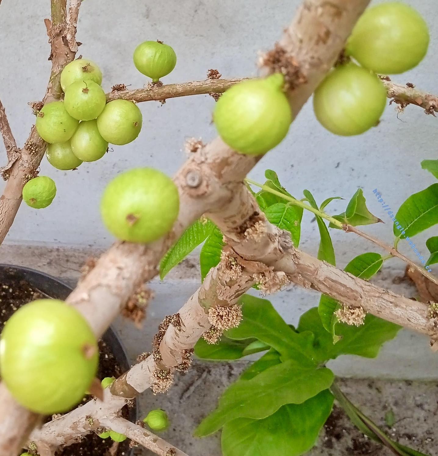 Plinia aureana var. Branca Gigante Otto Anderson - 1 potted plant / 1 getopfte Pflanze