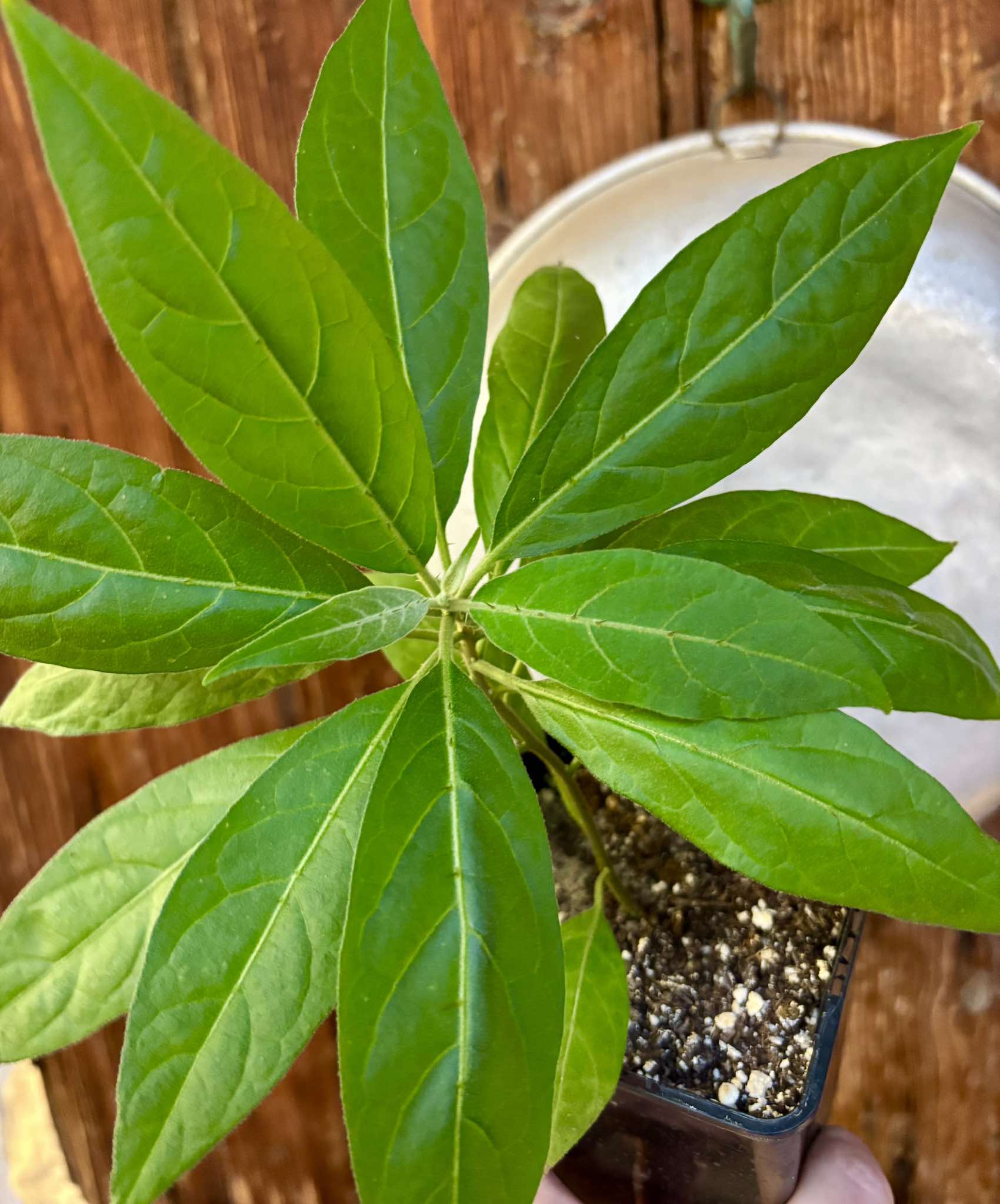 Solanum sp. Mata Escura Nr. 2 - 1 potted plant / 1 getopfte Pflanze