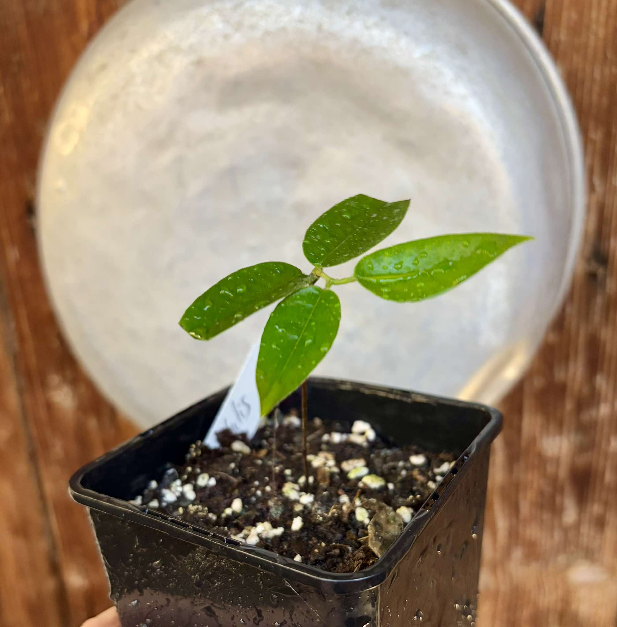 Campuca imperial (Plinia edulis - gigante) - 1 potted plant / 1 getopfte Pflanze