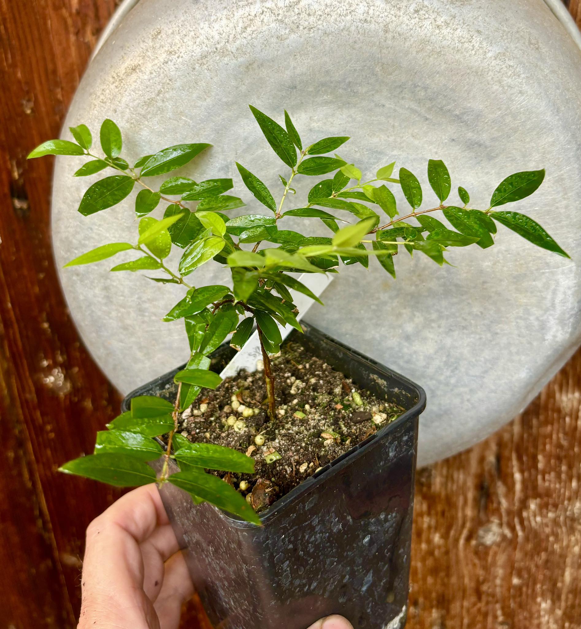 Plinia sp Cabo Verde Rajada Itamaraty - 1 potted plant / 1 getopfte Pflanze