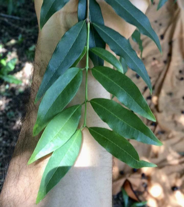 Plinia sp. Serrena Argentina -  1 small, potted plant / 1 kleine, getopfte Pflanze