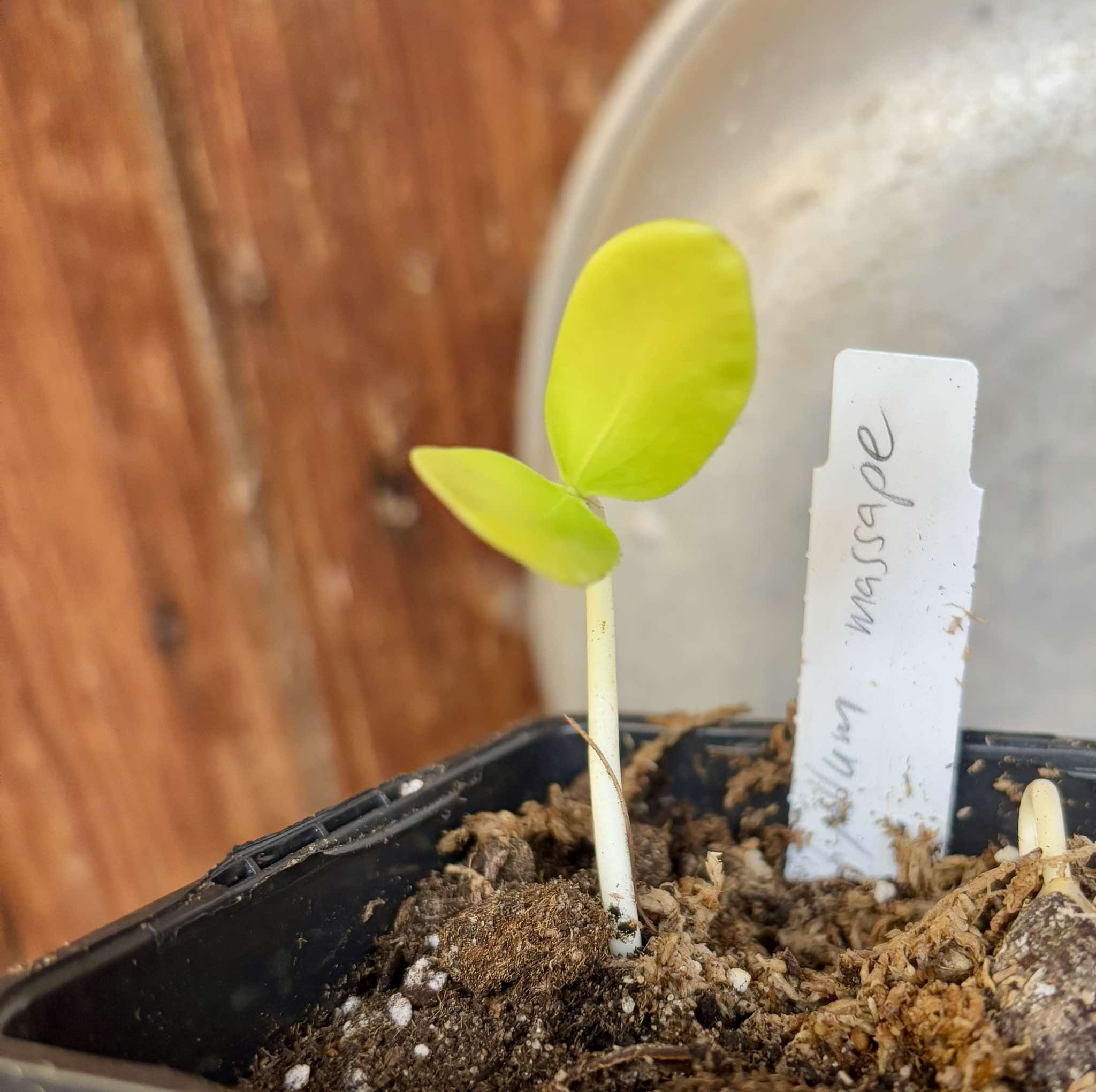 Chrysophyllum sp Massape  -  1 small potted seedling / 1 kleiner, getopfter Sämling