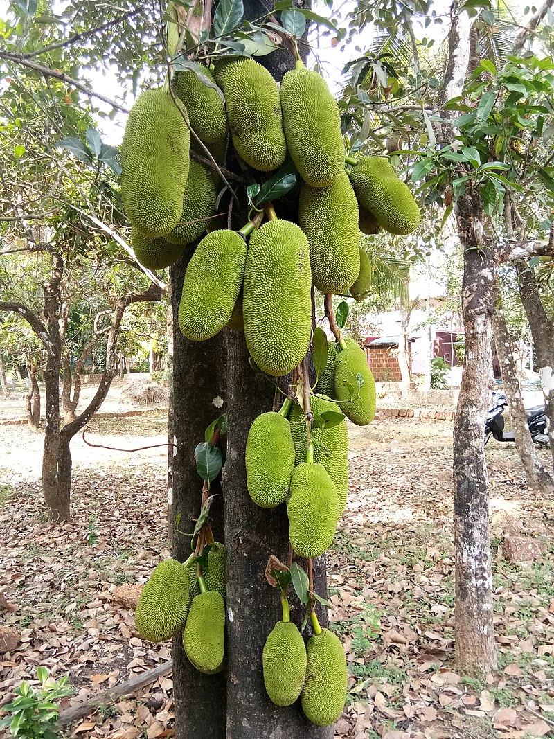 Jackfruit (Artocarpus heterophyllus) - 1 potted plant / 1 getopfte Pflanze