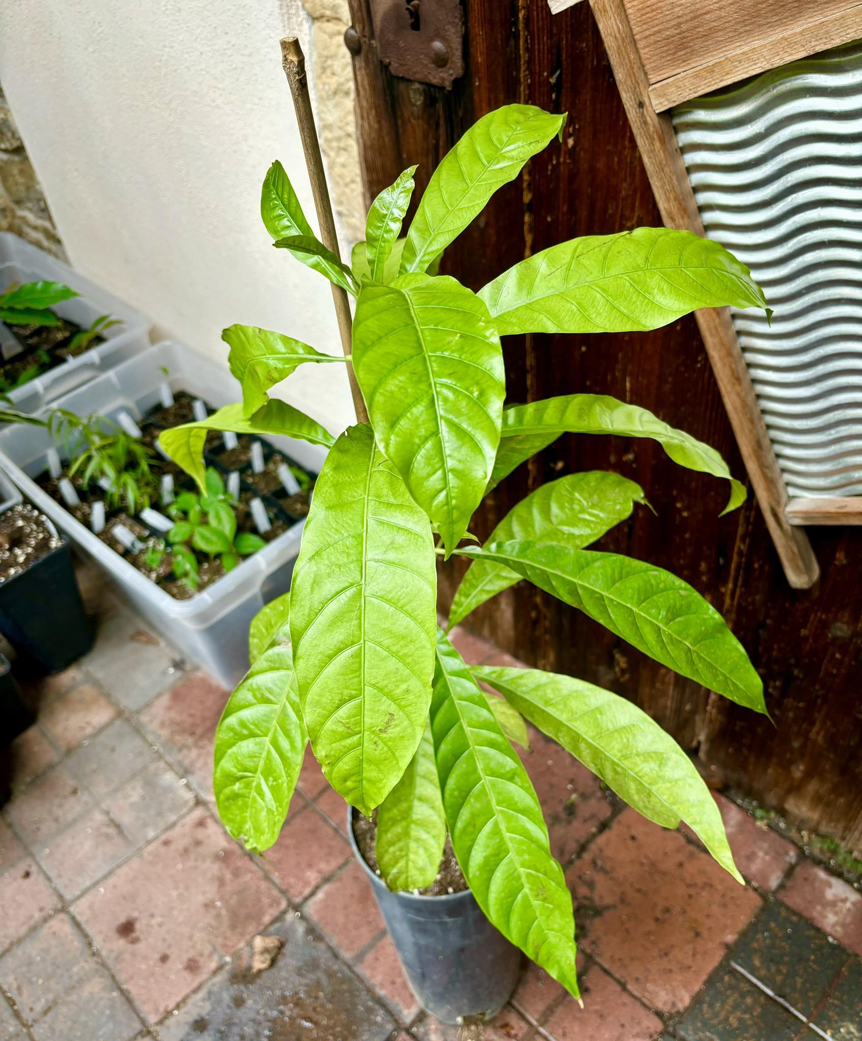 Canistel (Lucuma campechiana) - 1 potted plant / 1 getopfte Pflanze