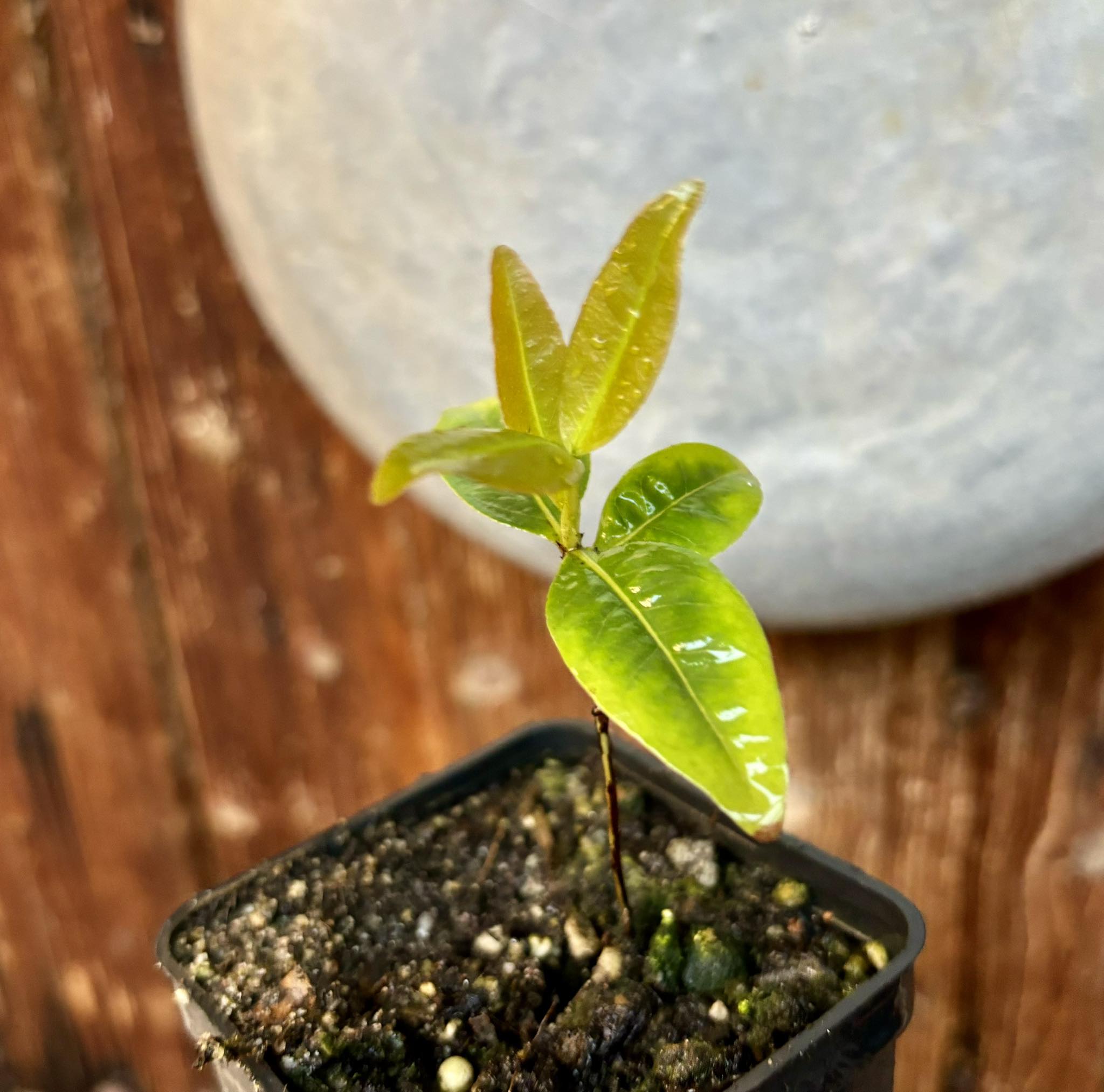 Cagaita (Eugenia dysenterica) - 1 potted plant / 1 getopfte Pflanze