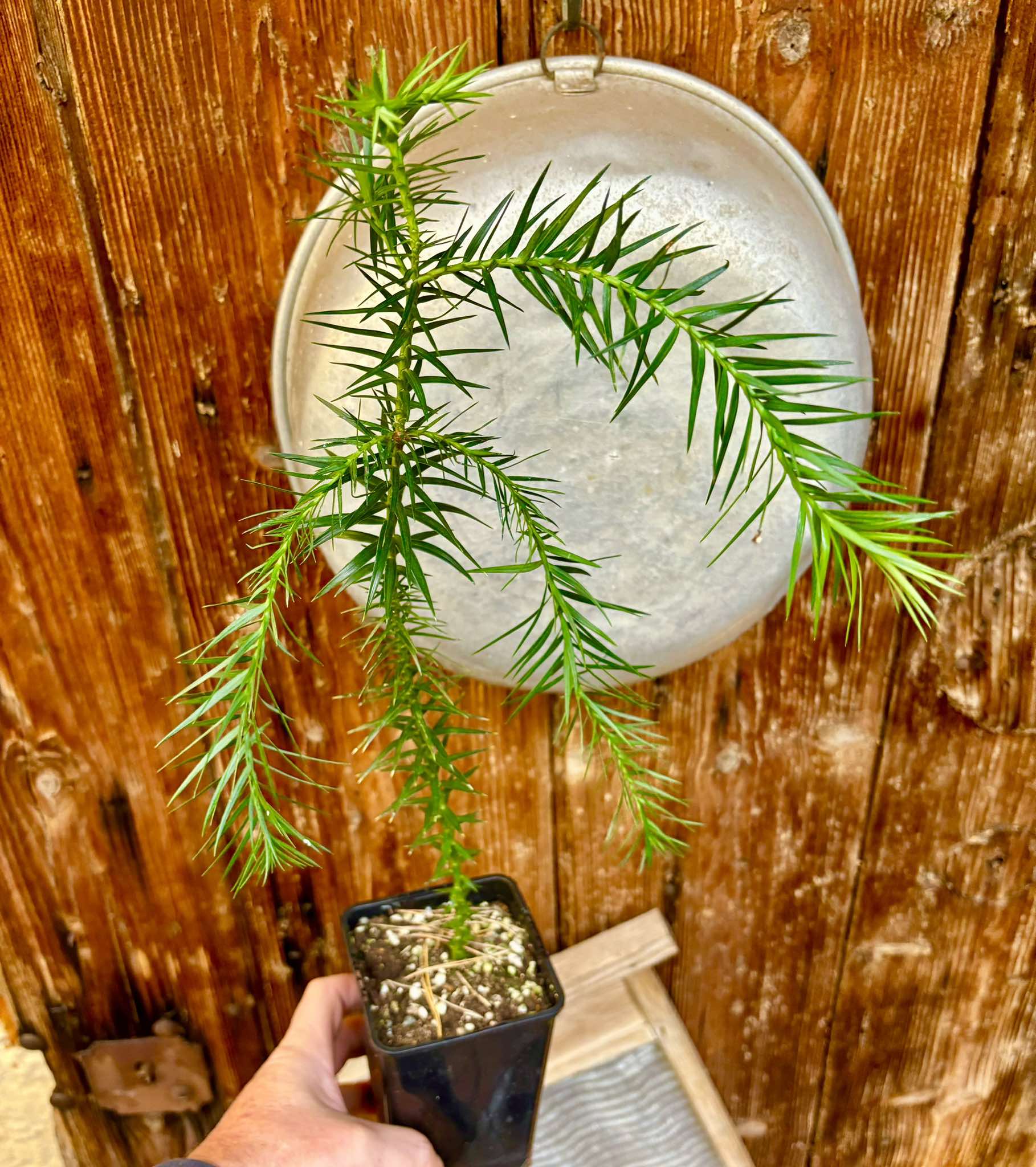 Araucaria angustifolia  - 1 potted plant / 1 getopfte Pflanze