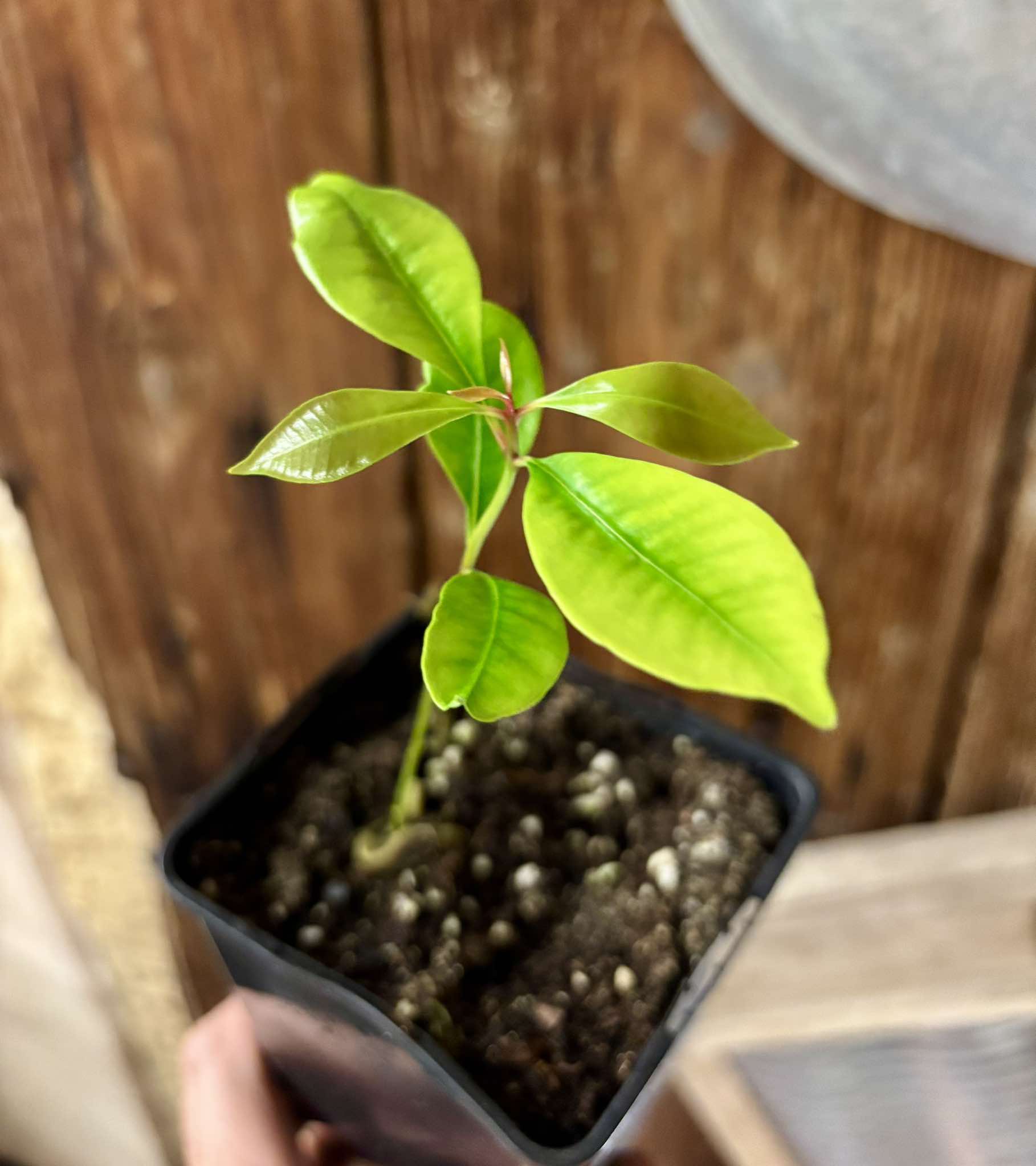 Syzygium aromaticum - Clove - Gewürznelke - 1 small potted seedling / 1 kleiner, getopfter Sämling