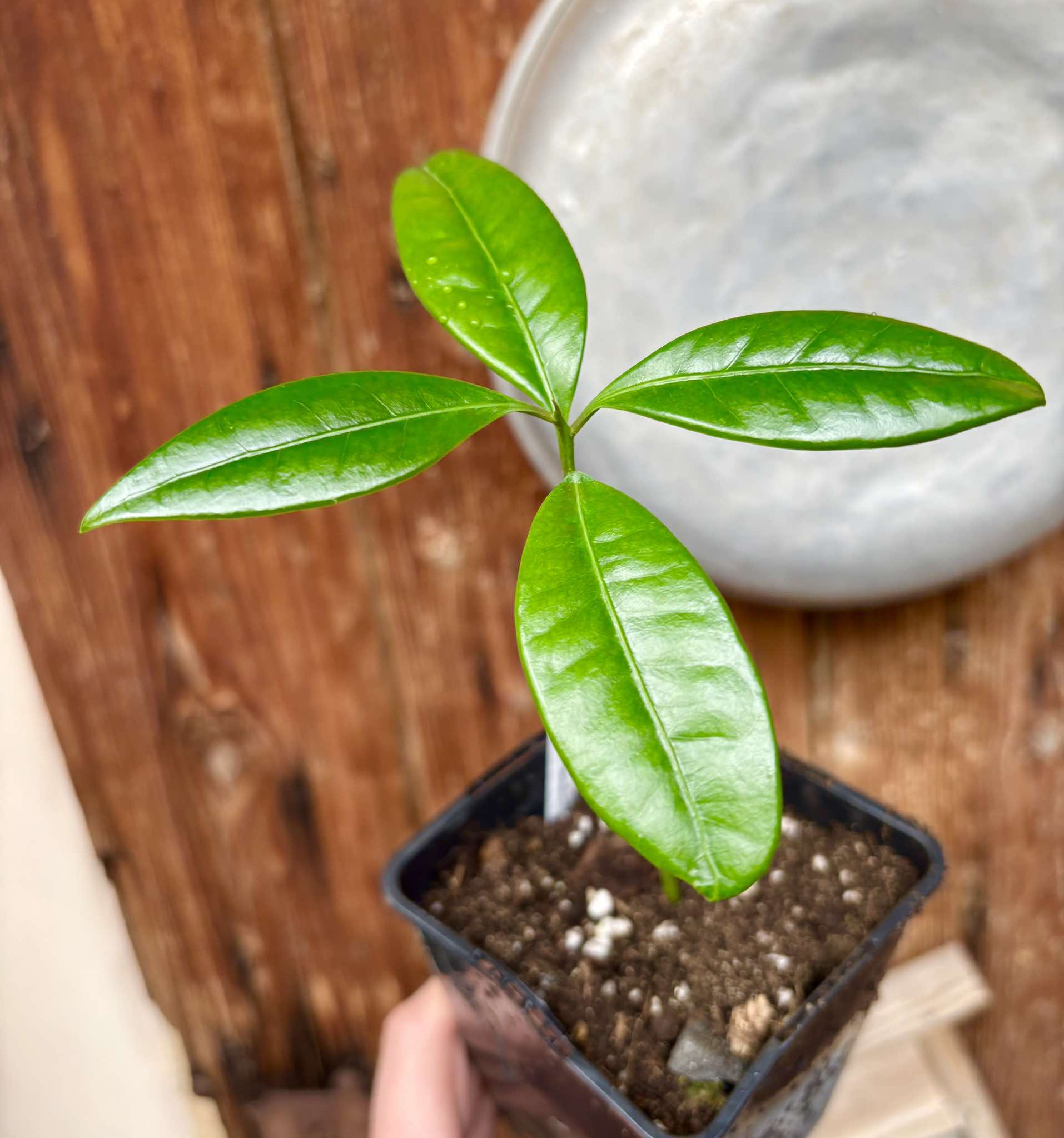 Pouteria macahensis - 1 small potted seedling / 1 kleiner, getopfter Sämling