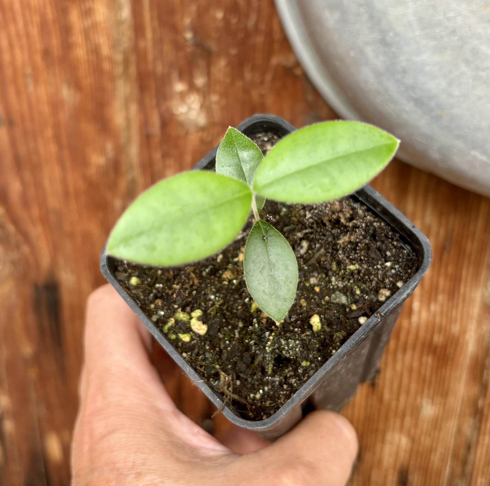 Myrcianthes pungens - Guabiju - 1 small potted seedling / 1 kleiner getopfter Sämling