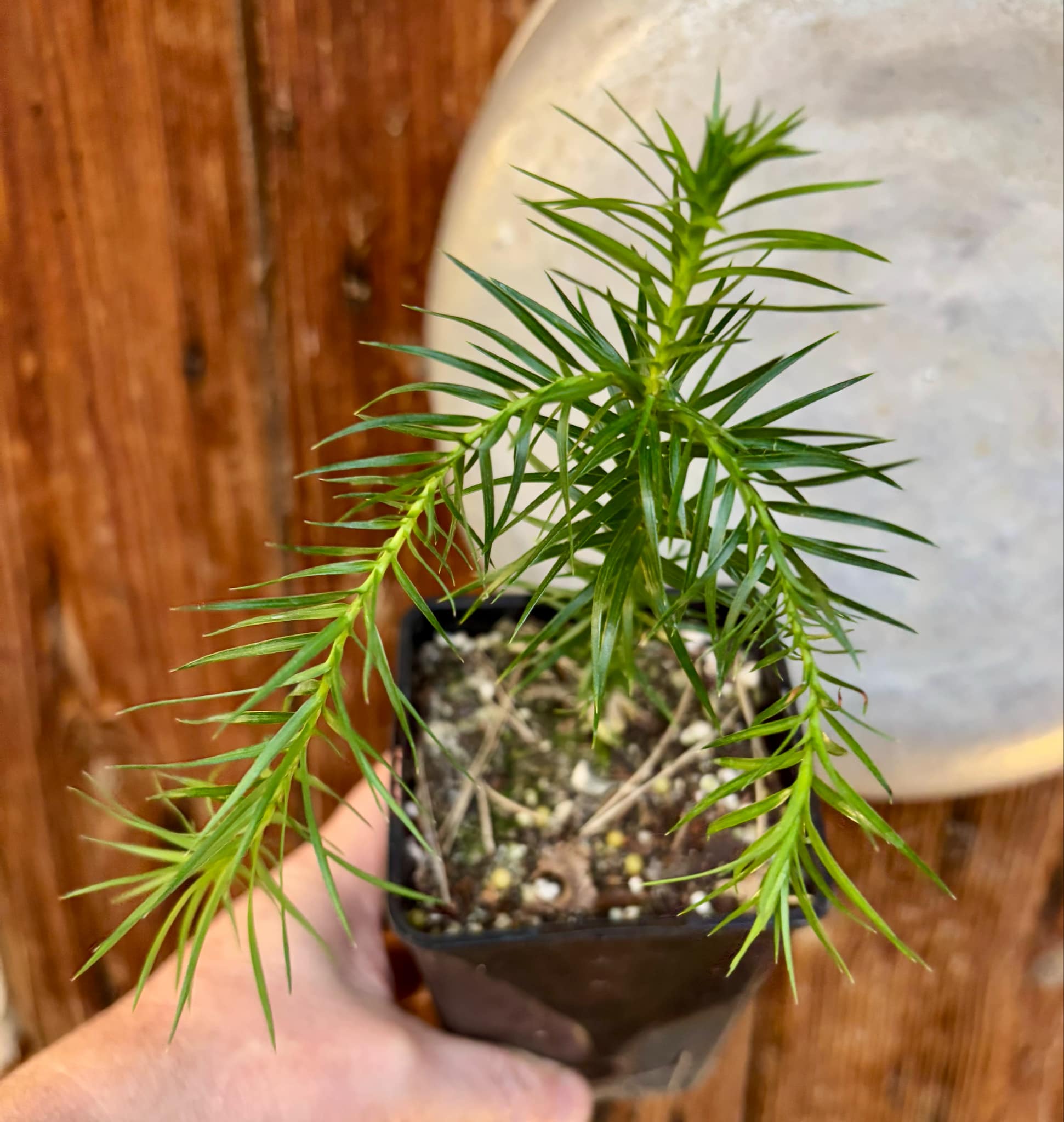 Araucaria angustifolia  - 1 potted plant / 1 getopfte Pflanze 