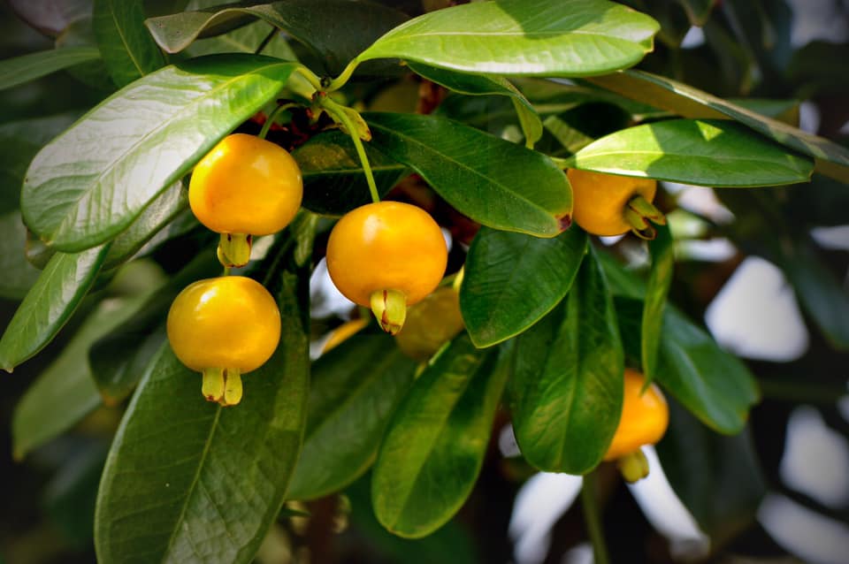 Yellow Grumixama (Eugenia brasiliensis var. leucocarpa) - 1 germinated seed / 1 gekeimter Samen