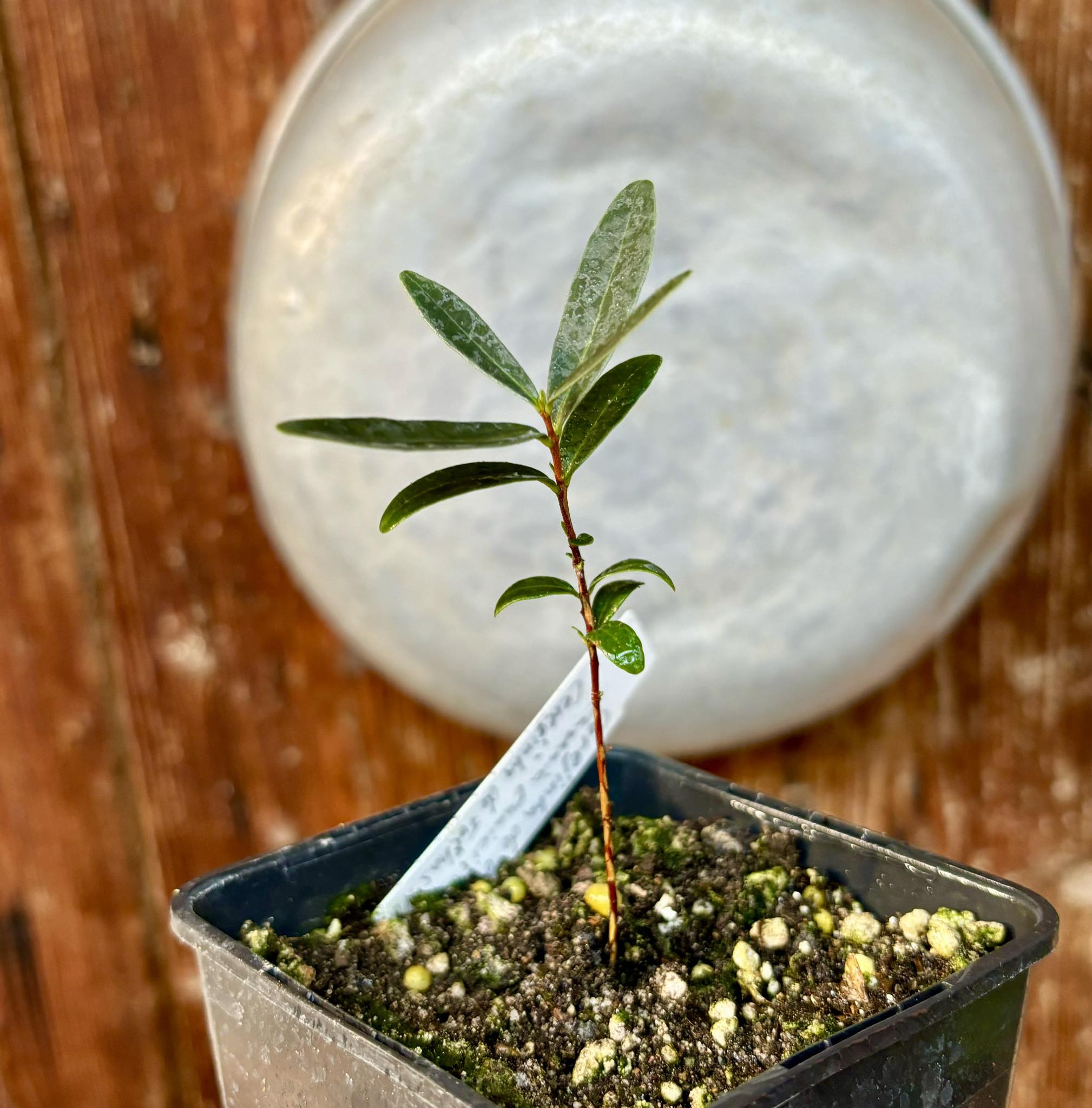 CEREJINHA DE JAGUARIÚNA - Eugenia punicifolia var. Oncas Doce - 1 potted plant / 1 getopfte Pflanze