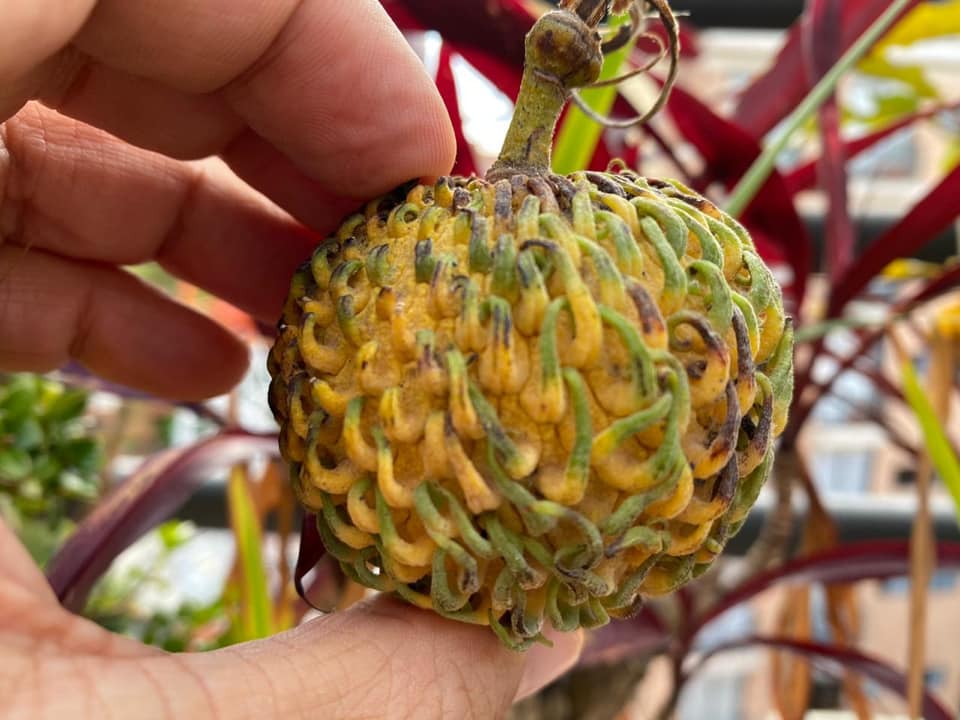 Annona spraguei - Nonita - 1 fresh seed / 1 frischer Samen