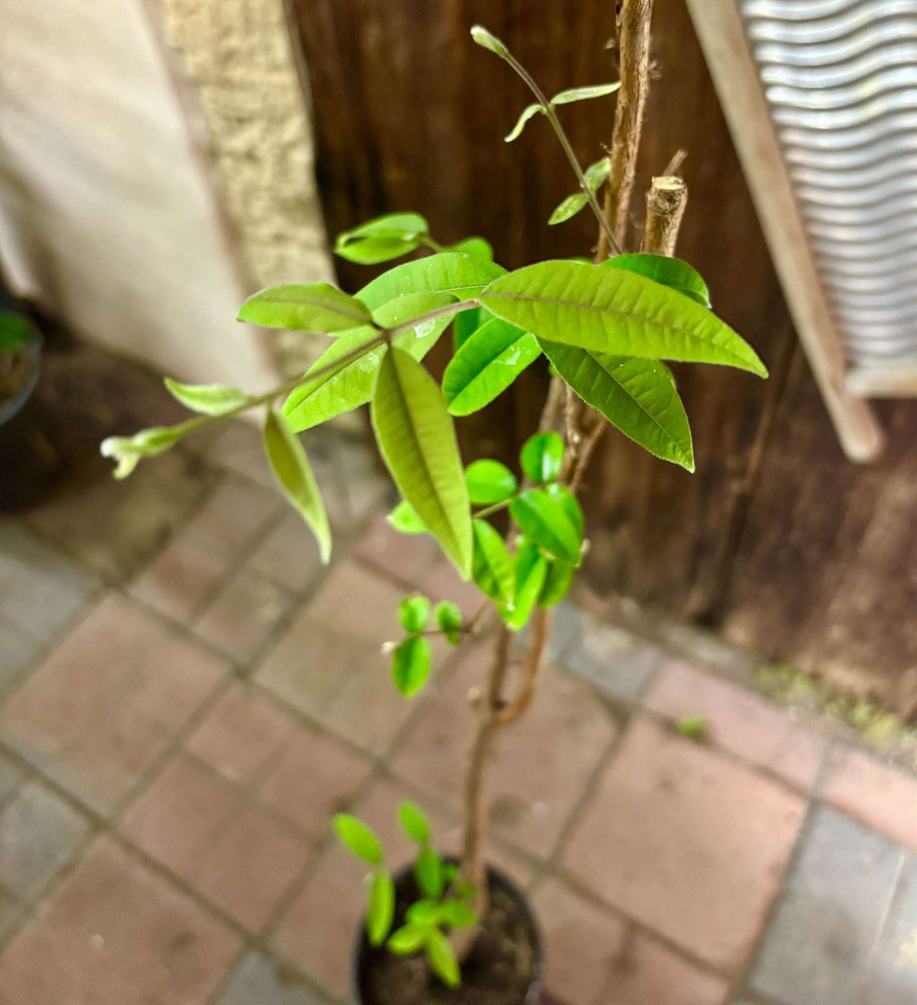 Ubajai (Eugenia myrcianthes) - 1 potted plant / 1 getopfte Pflanze