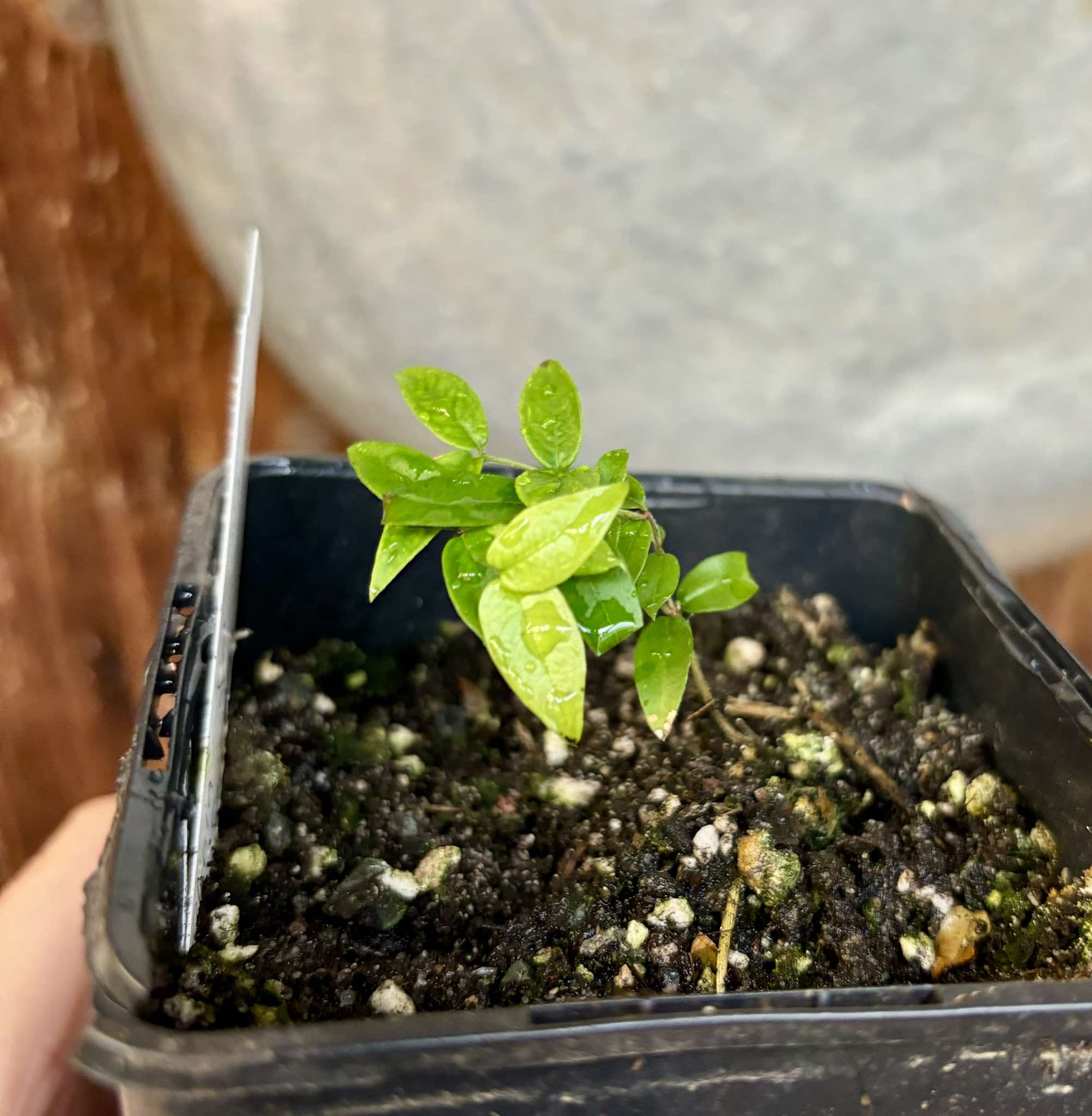 Plinia sp. Serrena Argentina -  1 small, potted plant / 1 kleine, getopfte Pflanze