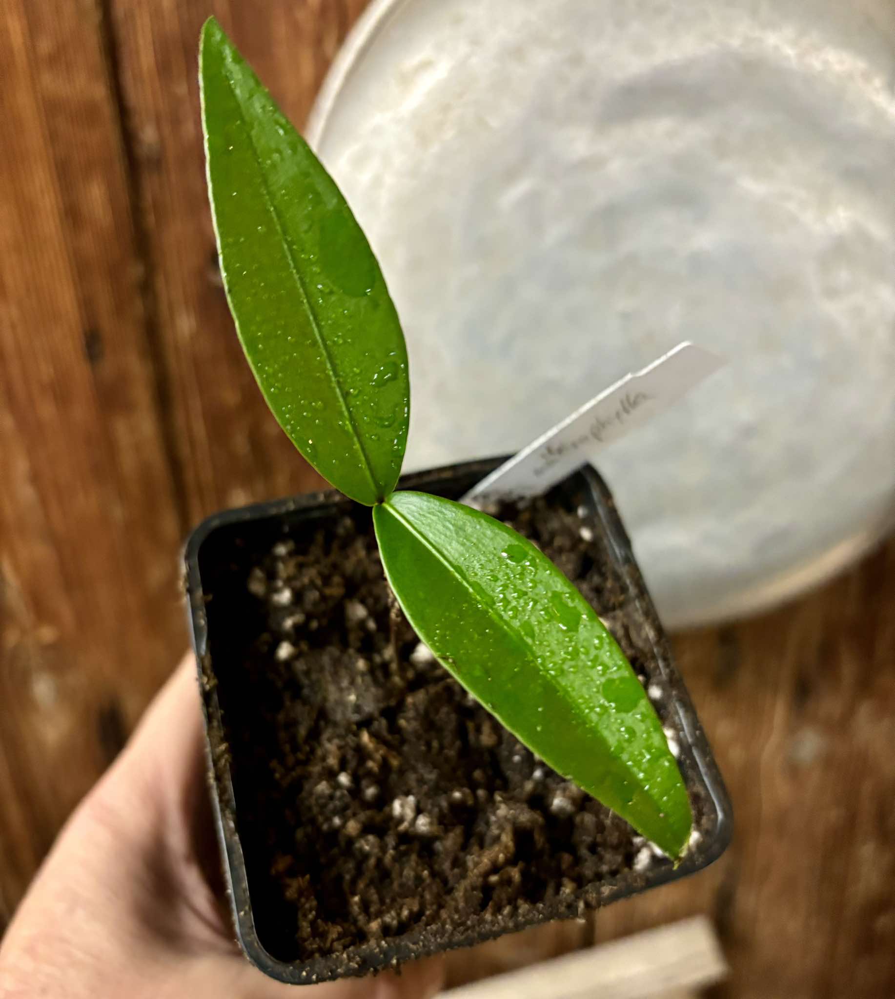 Garcinia macrophylla - 1 small potted seedling / 1 kleiner, getopfter Sämling