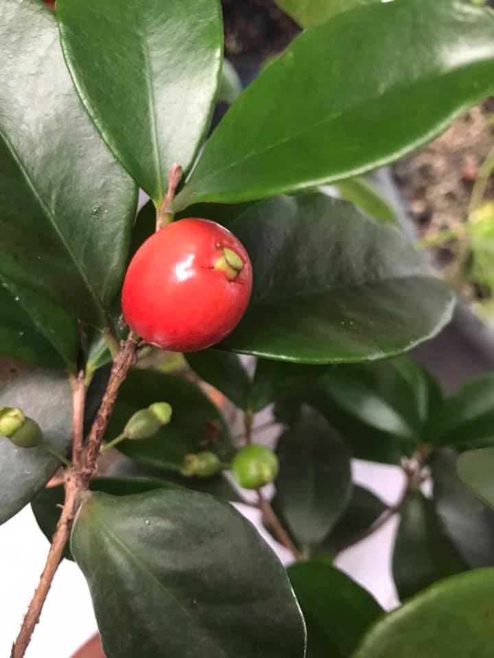 Eugenia reinwardtiana - Cedarbay Cherry -  1 germinated seed / 1 gekeimter Samen