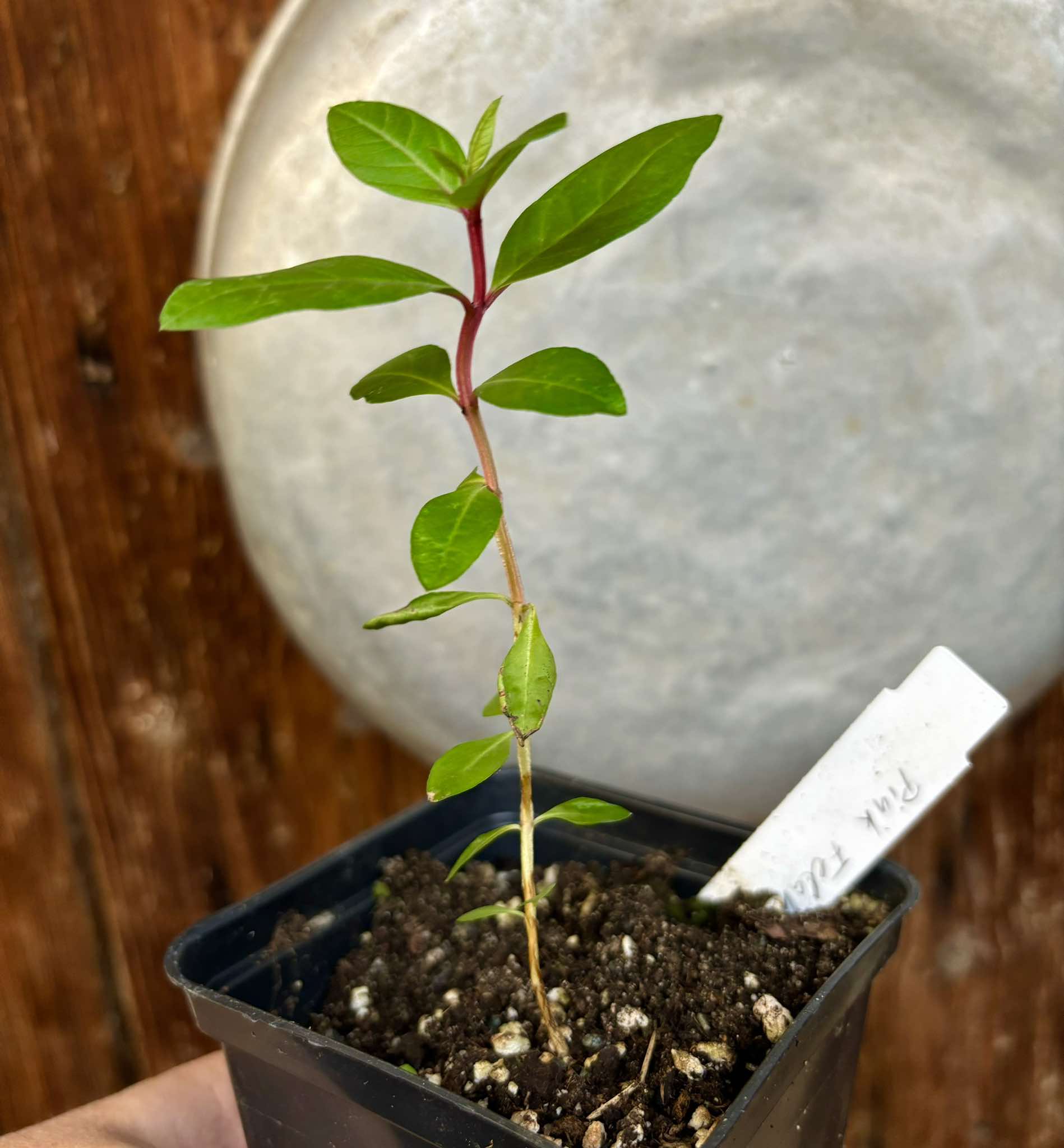 Psidium guajava - Pink Felah  - 1 small potted seedling / 1 kleiner, getopfter Sämling 