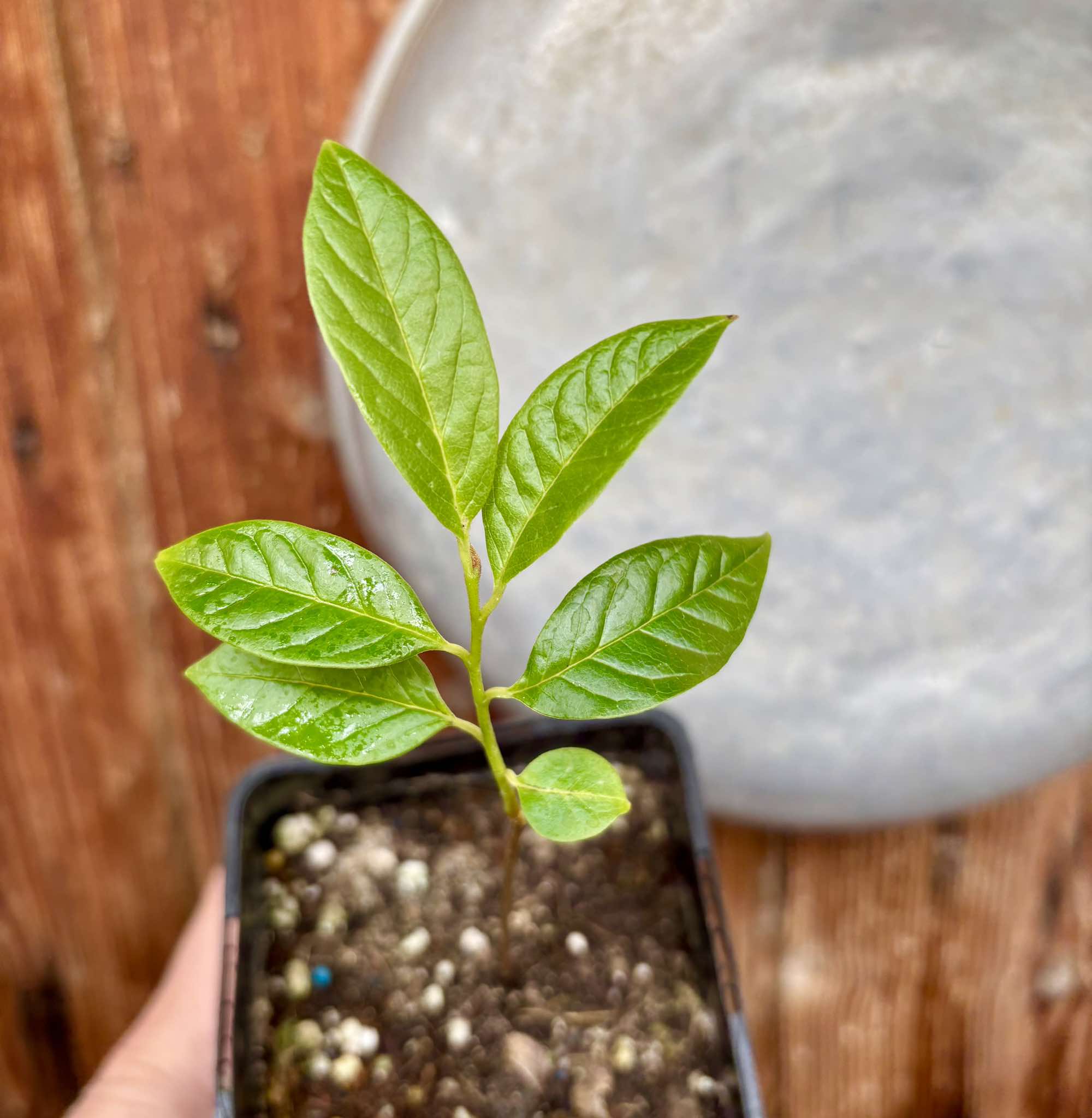 Annona reticulata big pink-red variety - 1 potted plant / 1 getopfte Pflanze