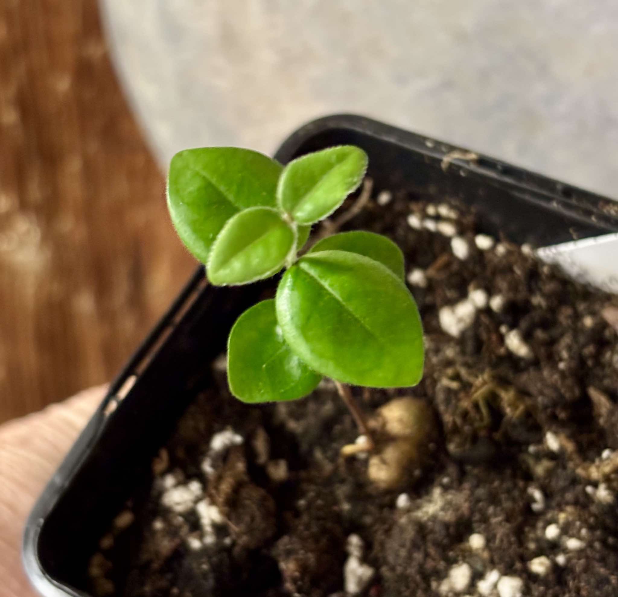 Eugenia selloi - Pitangatuba -  1 small potted seedling / 1 kleiner, getopfter Sämling