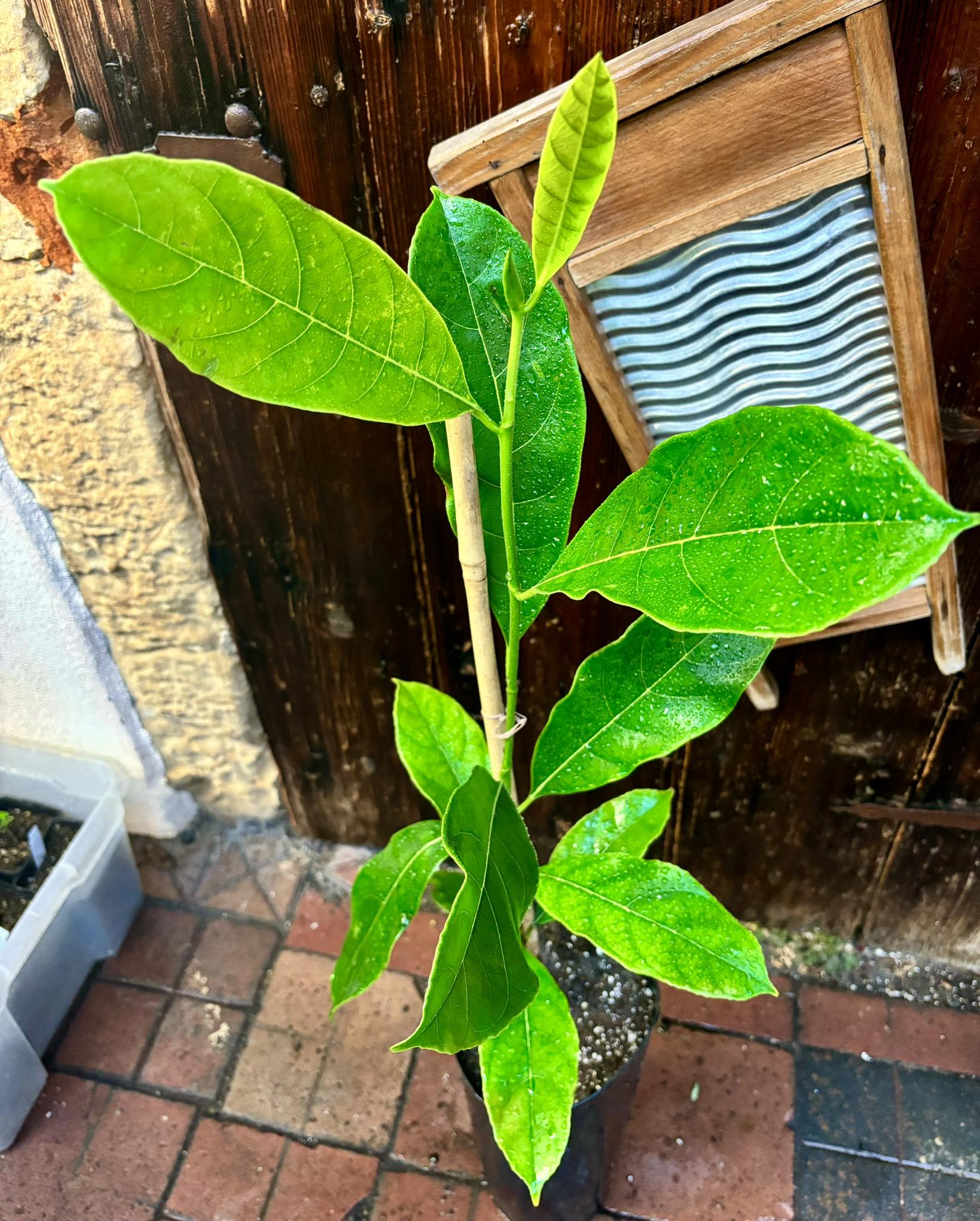 Jackfruit (Artocarpus heterophyllus) - 1 potted plant / 1 getopfte Pflanze