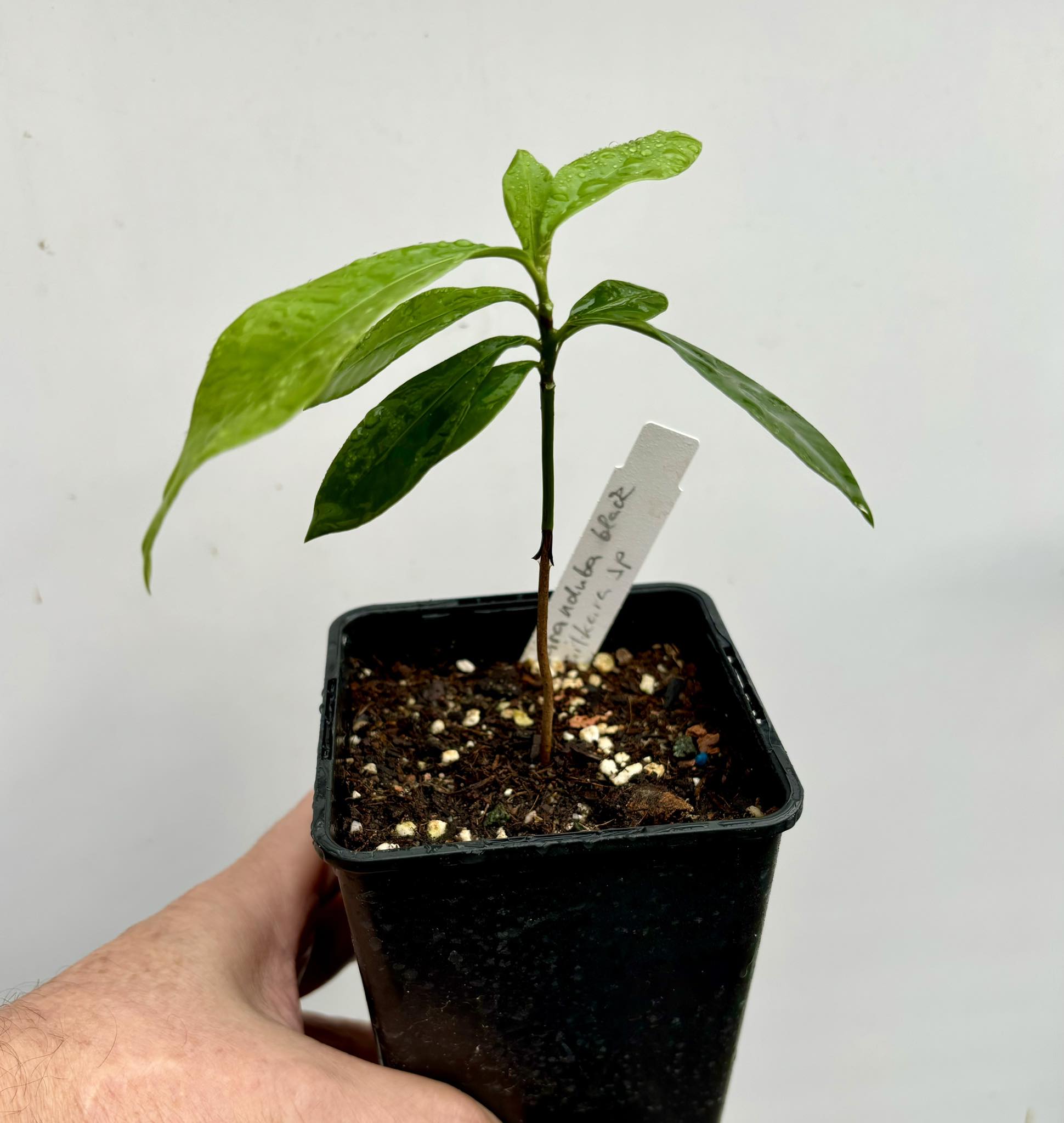 Massaranduba preta - black (Manilkara sp) 1 potted plant /1 getopfte Pflanze