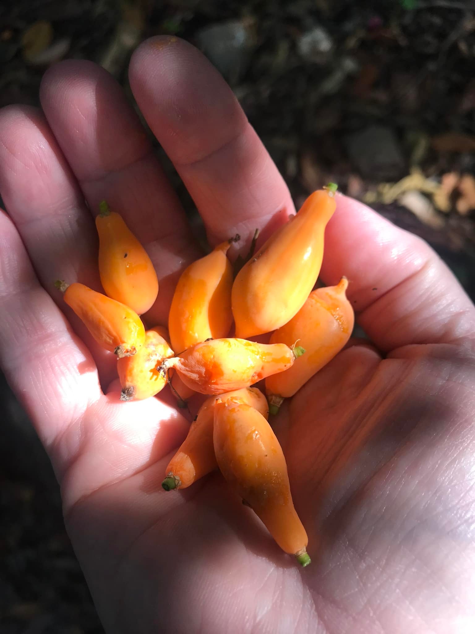 Oakleaf Papaya (Carica querzifolia) -  1 fresh seeds/ 1 frischer Samen 