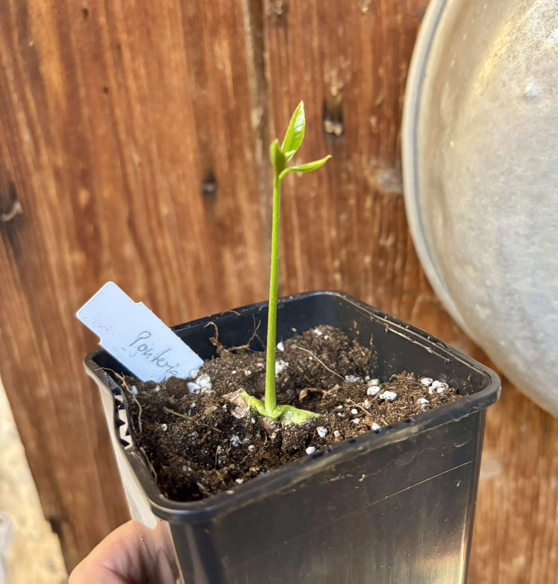 Pouteria macahensis - 1 small potted seedling / 1 kleiner, getopfter Sämling